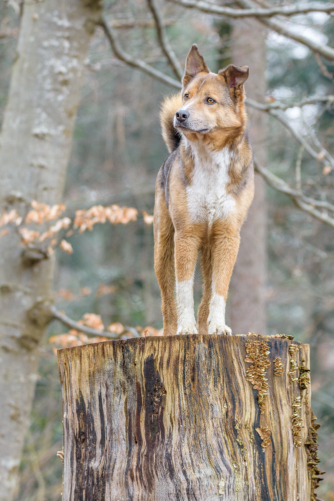 Sigma 150-600mm F5-6.3 DG OS HSM | C sample photo. Dog on the tree stump photography