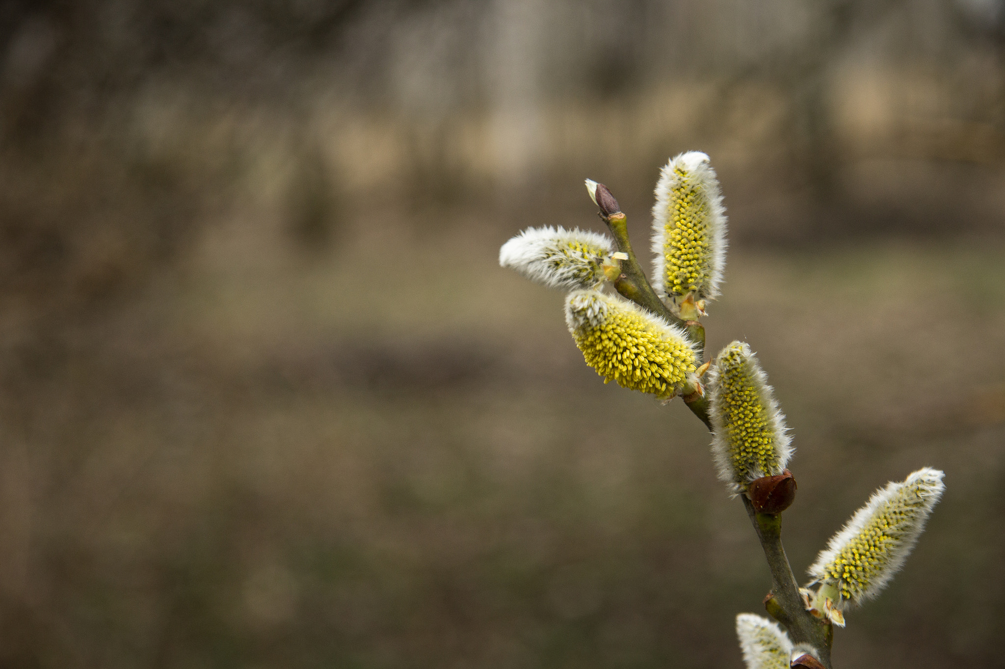 Canon EF-S 17-85mm F4-5.6 IS USM sample photo. Wiosna photography