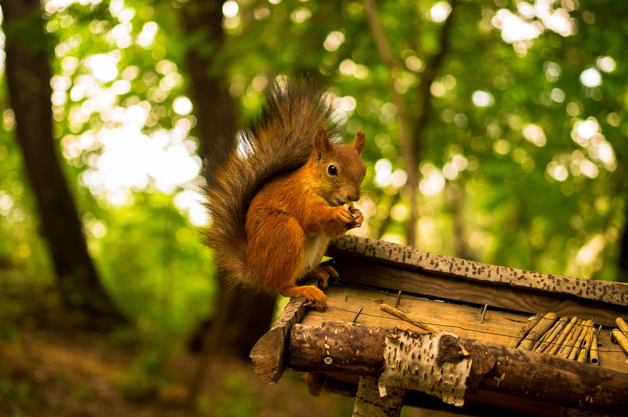 Pentax K-r sample photo. Squirrel photography