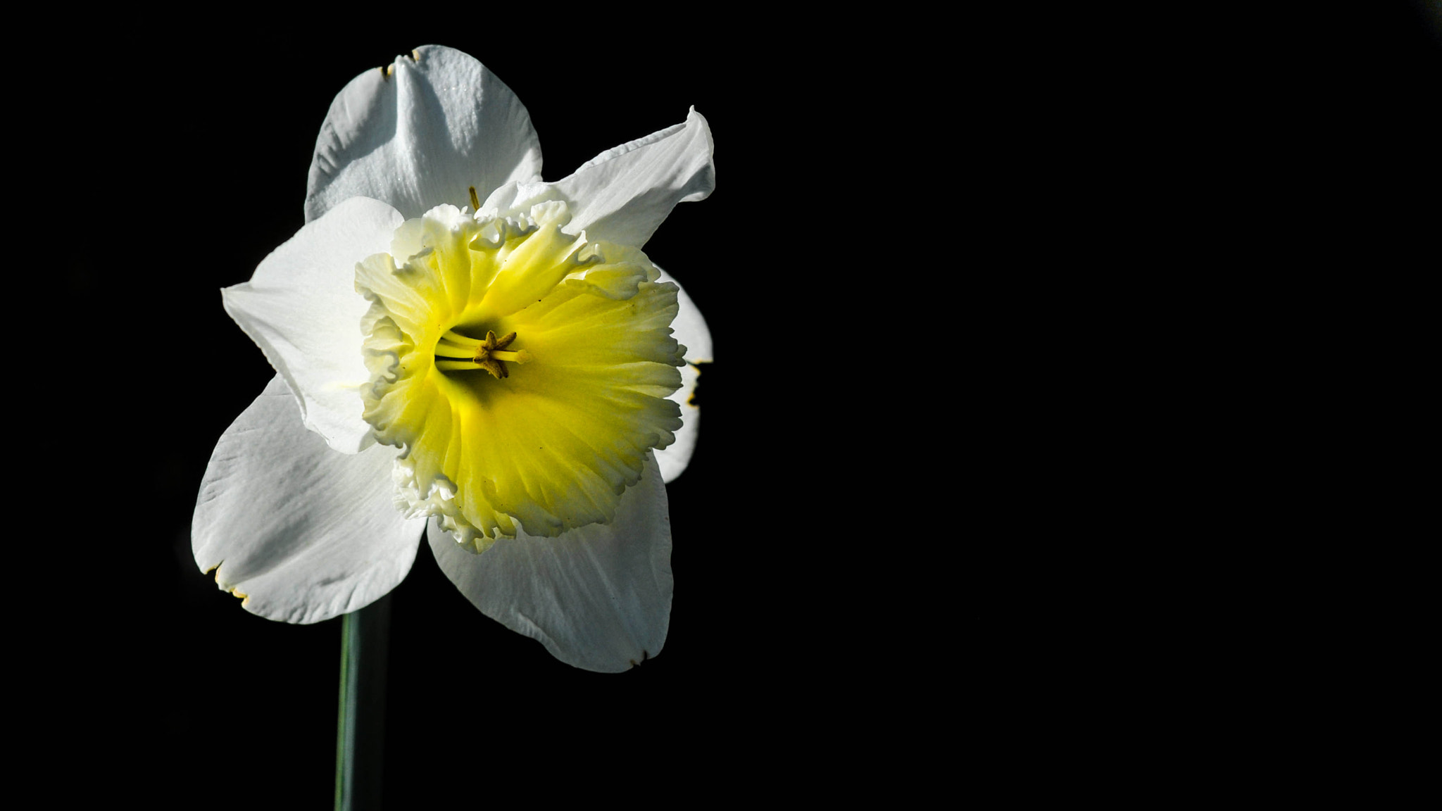 Nikon D90 sample photo. Narcissus photography
