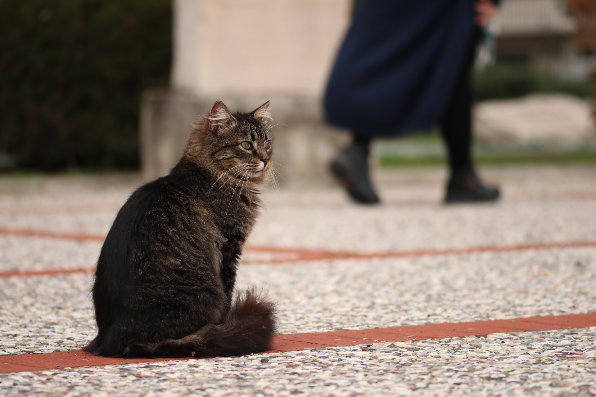 Sigma 105mm F2.8 EX DG OS HSM sample photo. Focused cat photography