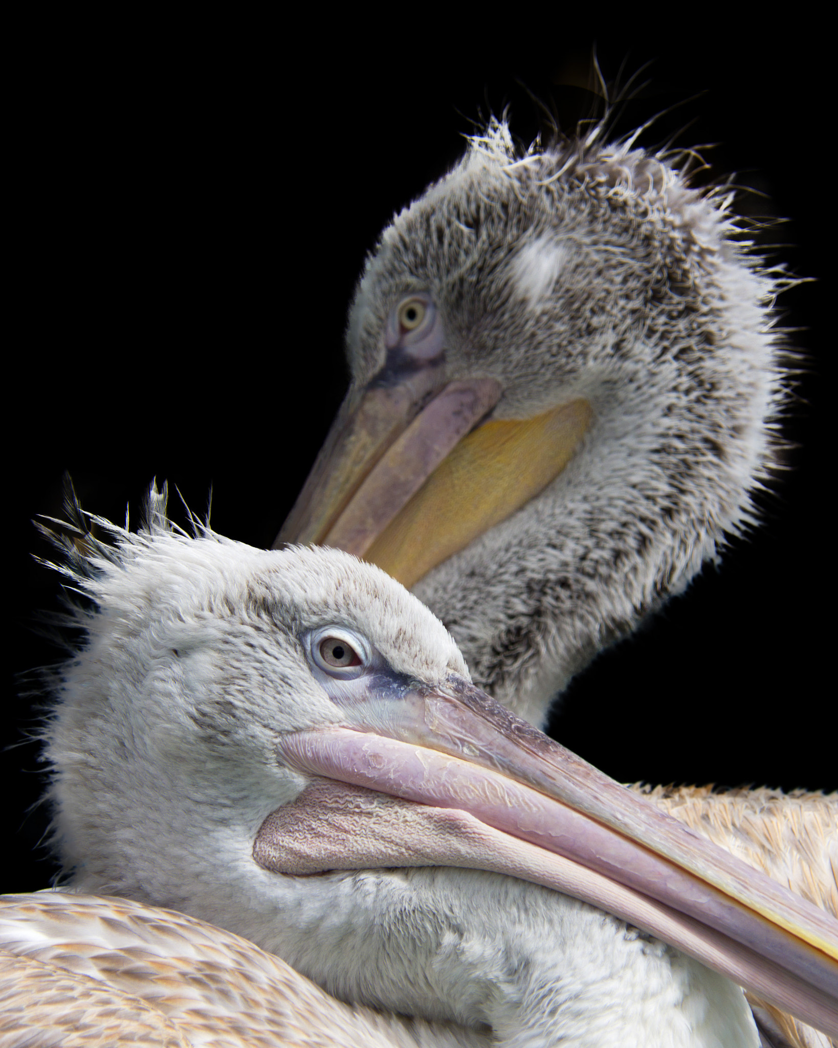 Canon EF-S 55-250mm F4-5.6 IS STM sample photo. Pelican's side view photography