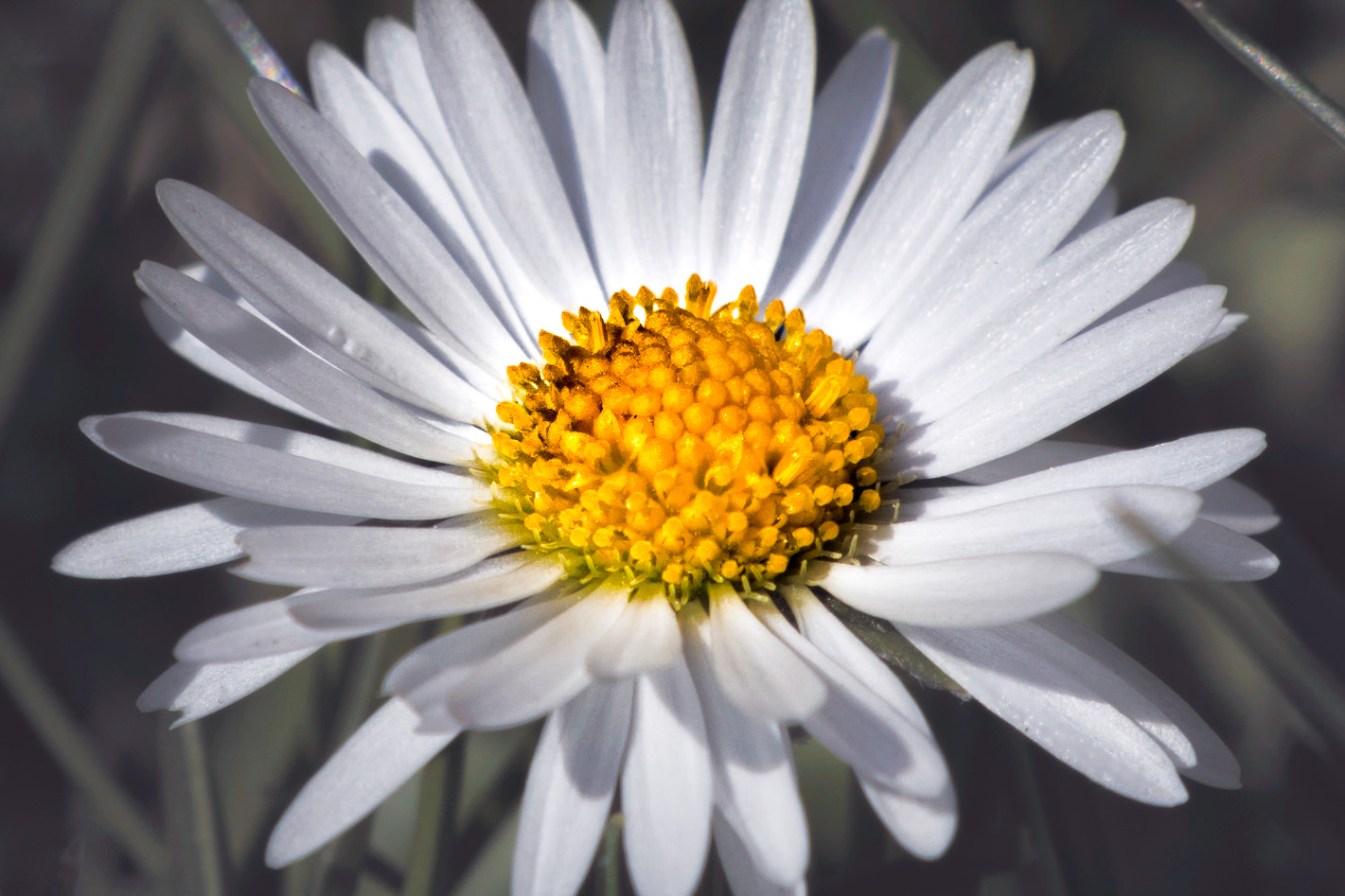 Tamron SP 24-70mm F2.8 Di VC USD sample photo. With a heart of gold... photography