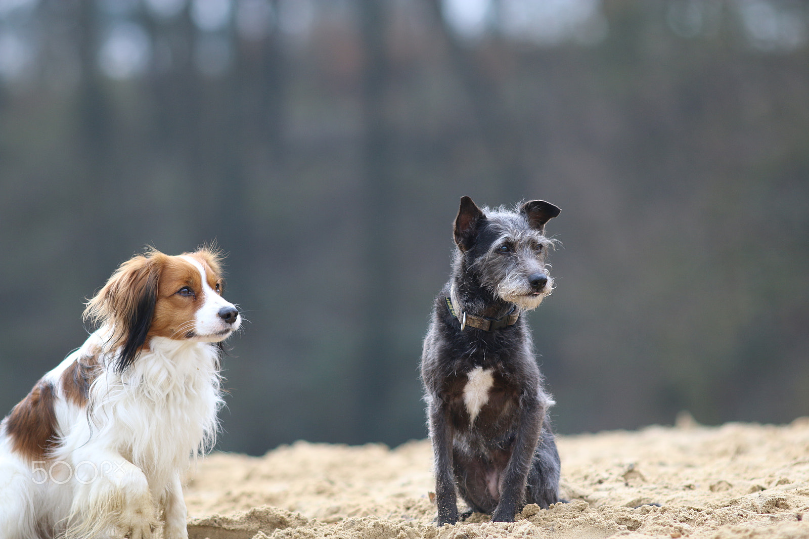 Canon EOS 70D + Canon EF 200mm F2.8L II USM sample photo. One heart and one soul photography