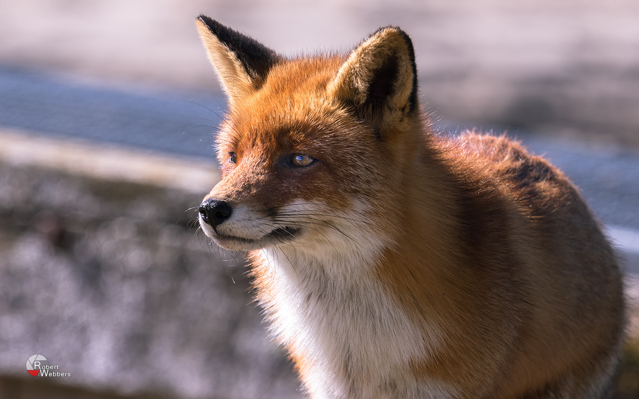 Canon EF 100-400mm F4.5-5.6L IS USM sample photo. Red fox photography