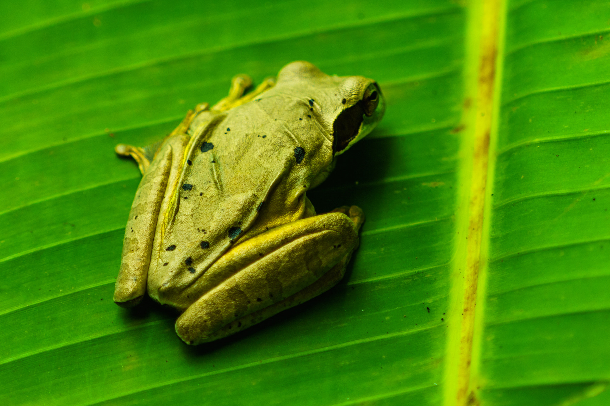 Sony a6000 + Sony FE 70-200mm F4 G OSS sample photo. Veragua rainforest, costa rica photography