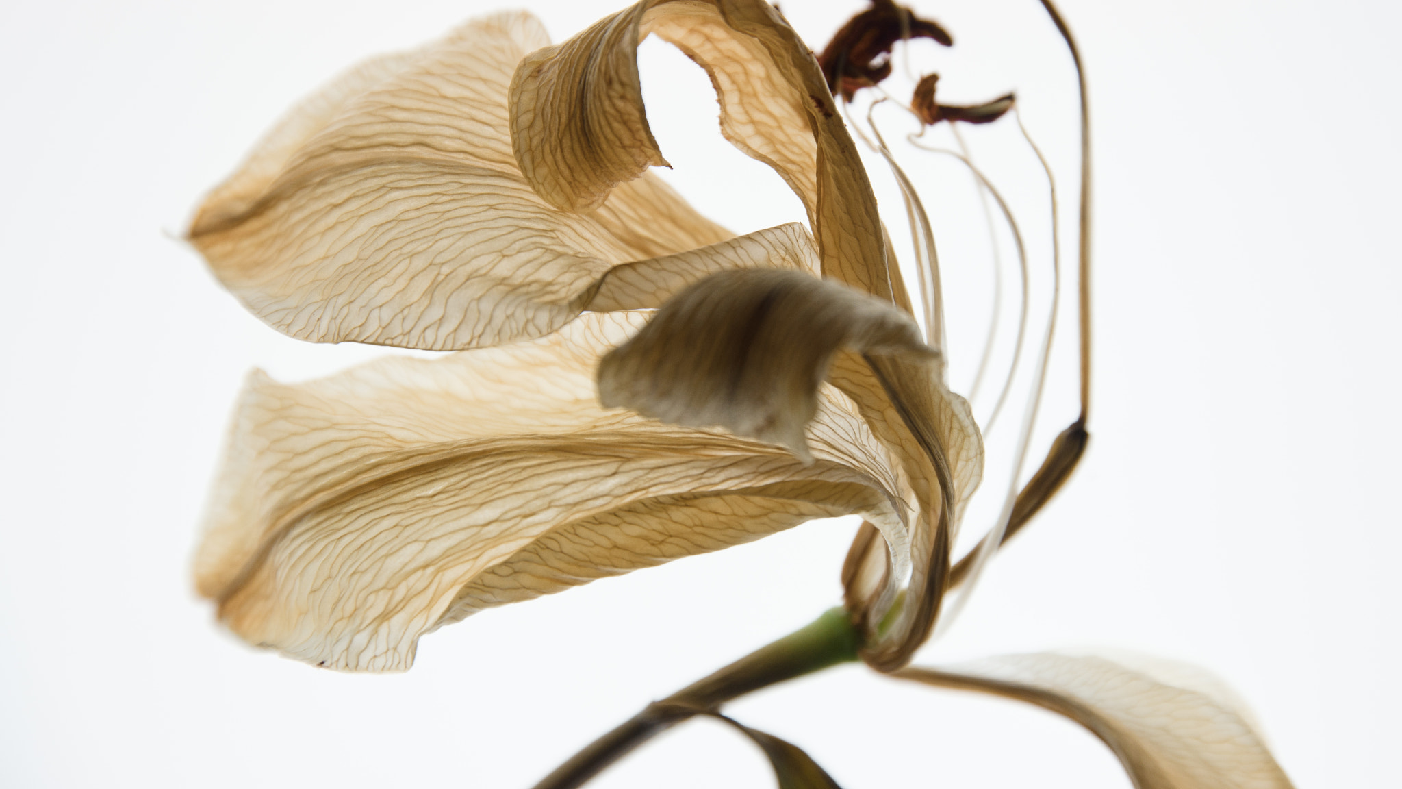 Samsung NX 16-50mm F2.0-2.8 S ED OIS sample photo. Dying beauty 01 photography