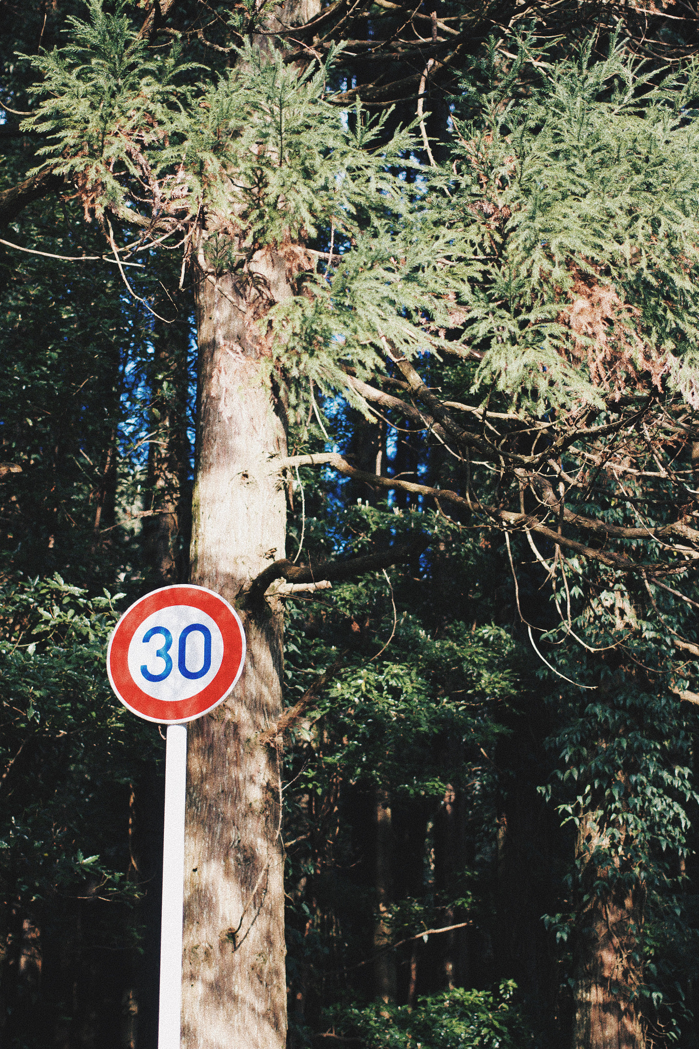 Canon EF 40mm F2.8 STM sample photo