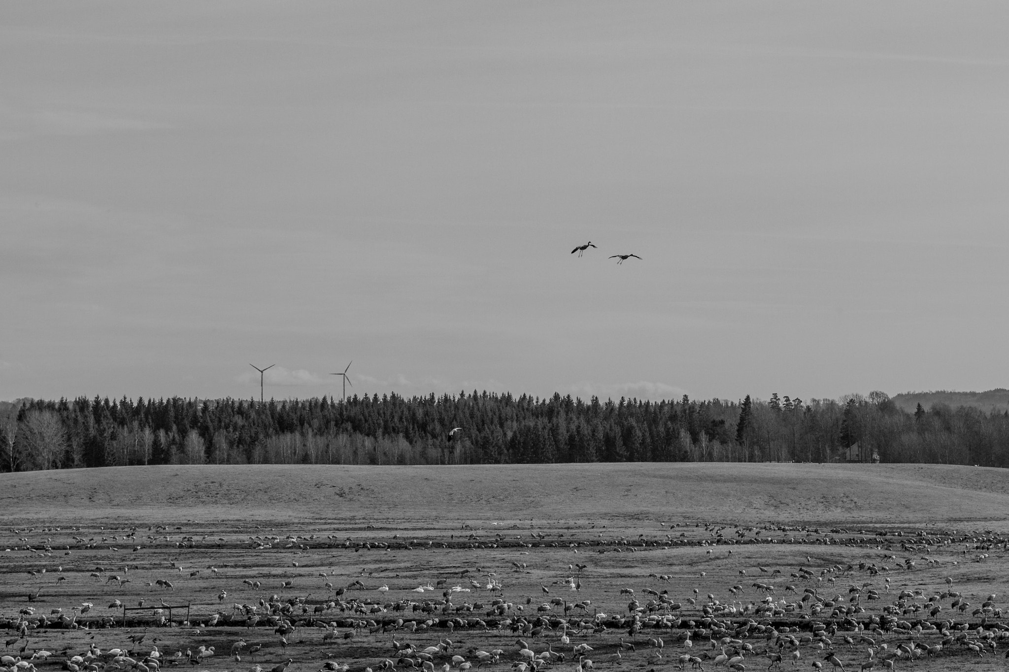 Canon EF 70-200mm F2.8L IS II USM sample photo. Cranes 2017 photography