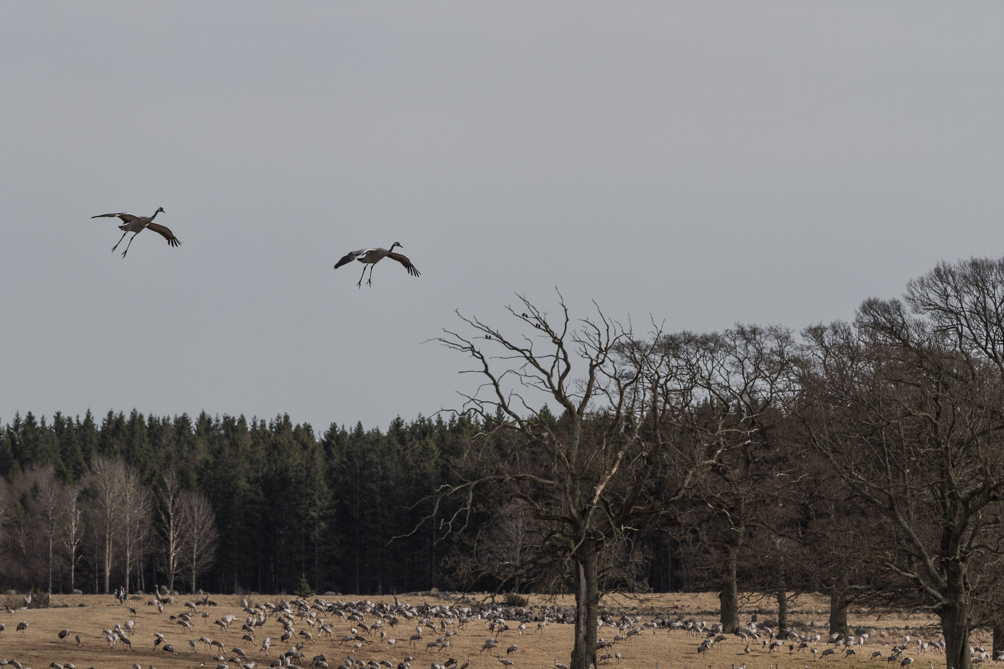 Canon EF 70-200mm F2.8L IS II USM sample photo. Cranes 2017 photography