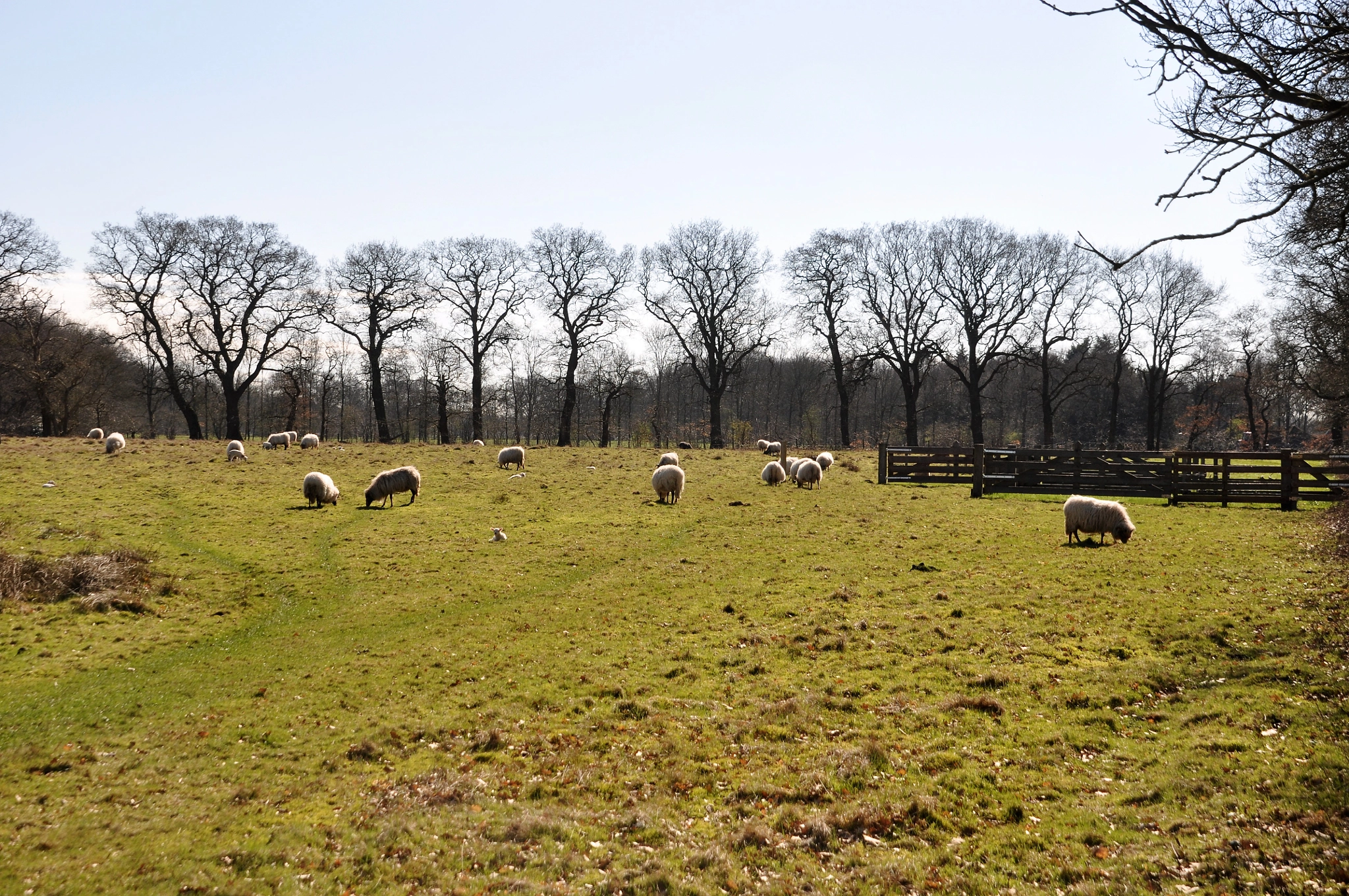 Nikon D90 sample photo. Lente in westerwolde. photography