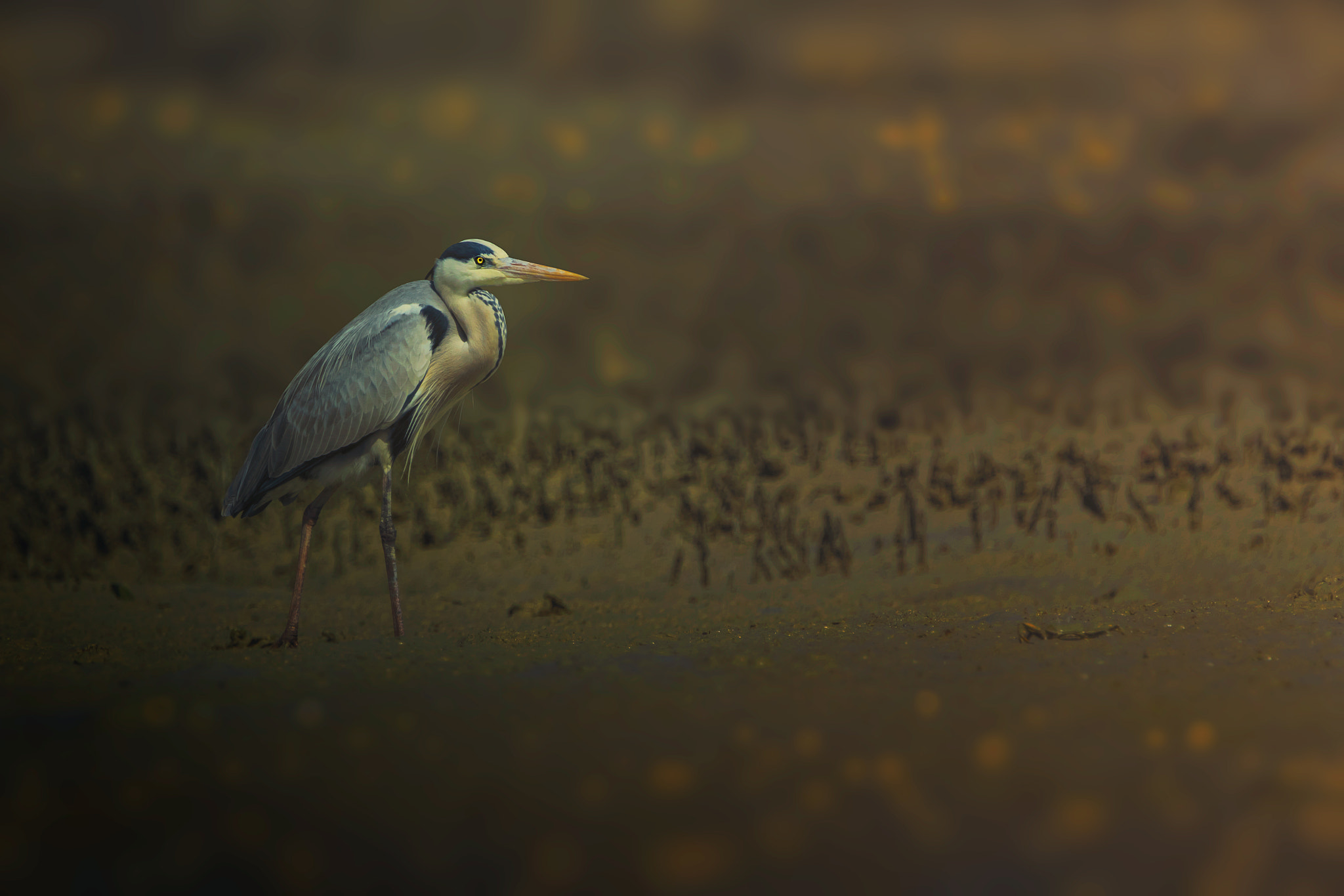 Tamron SP 150-600mm F5-6.3 Di VC USD sample photo. Gray heron... photography