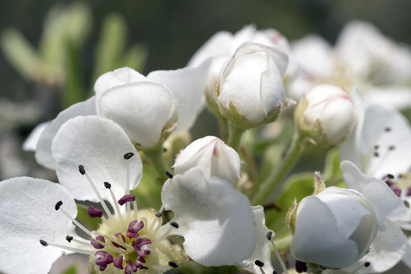 Nikon D800 sample photo. Blooming wild pear photography