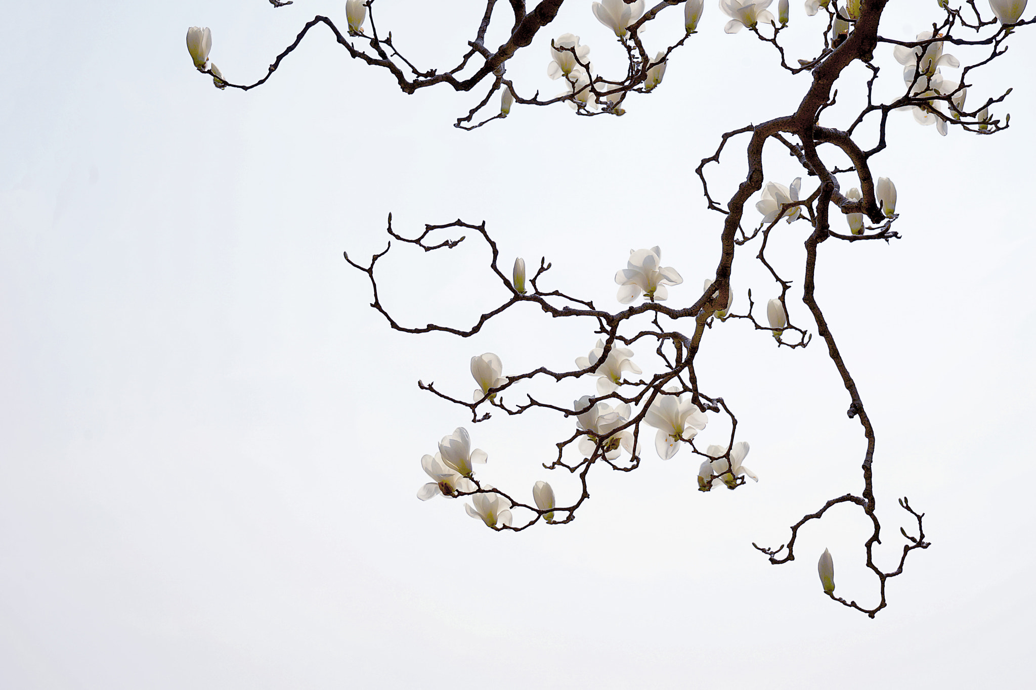 Sony a7 II sample photo. 玉兰花开 photography