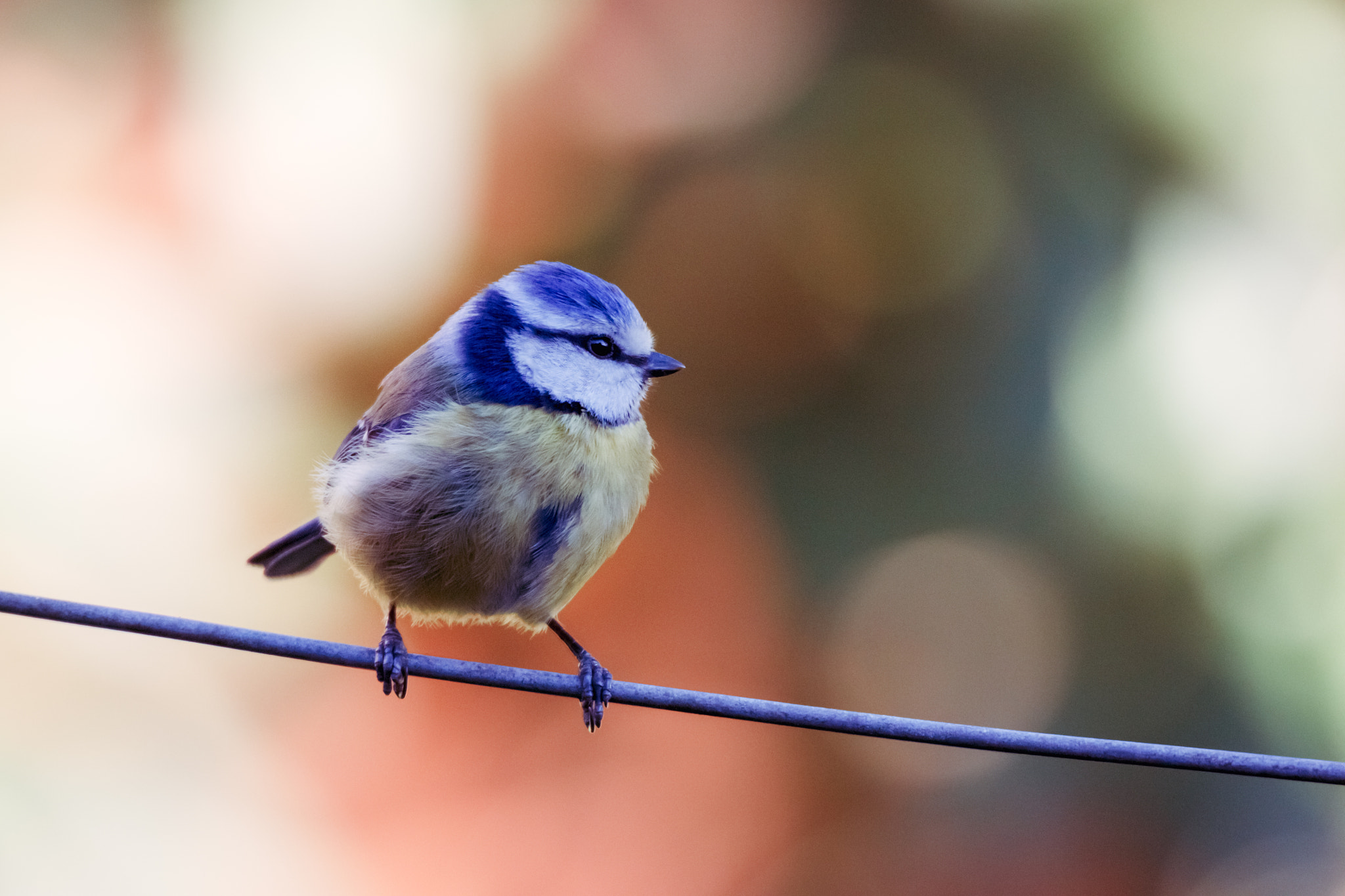 Tamron SP 150-600mm F5-6.3 Di VC USD sample photo. Blue tit photography