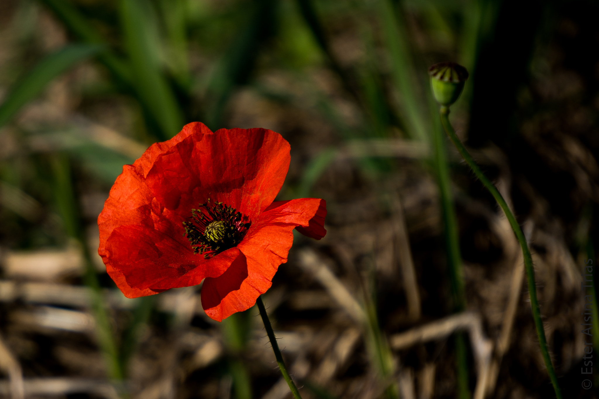 Sony E 55-210mm F4.5-6.3 OSS sample photo. Rosella photography