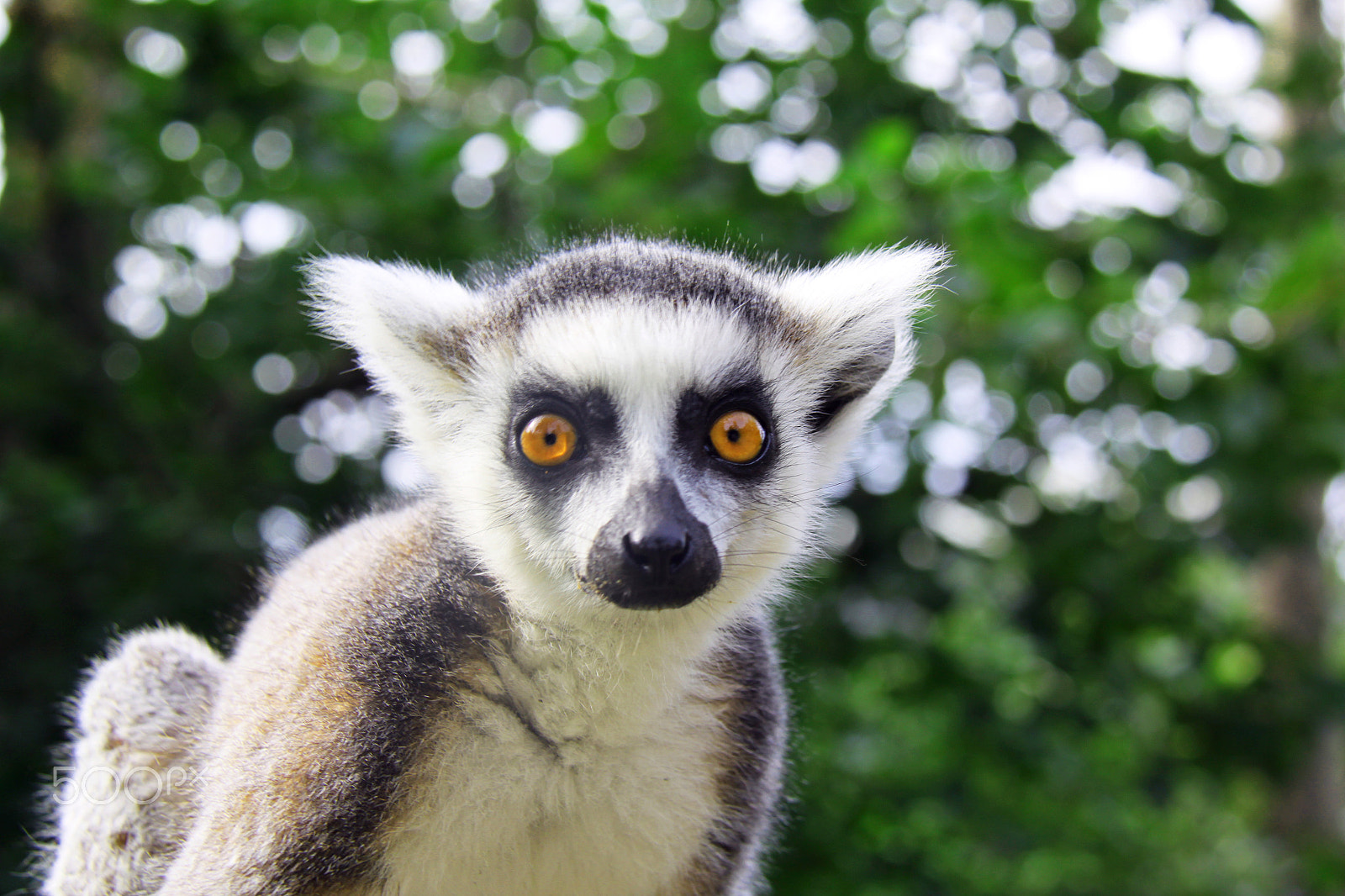 Canon EF-S 18-200mm F3.5-5.6 IS sample photo. Curious lemur photography