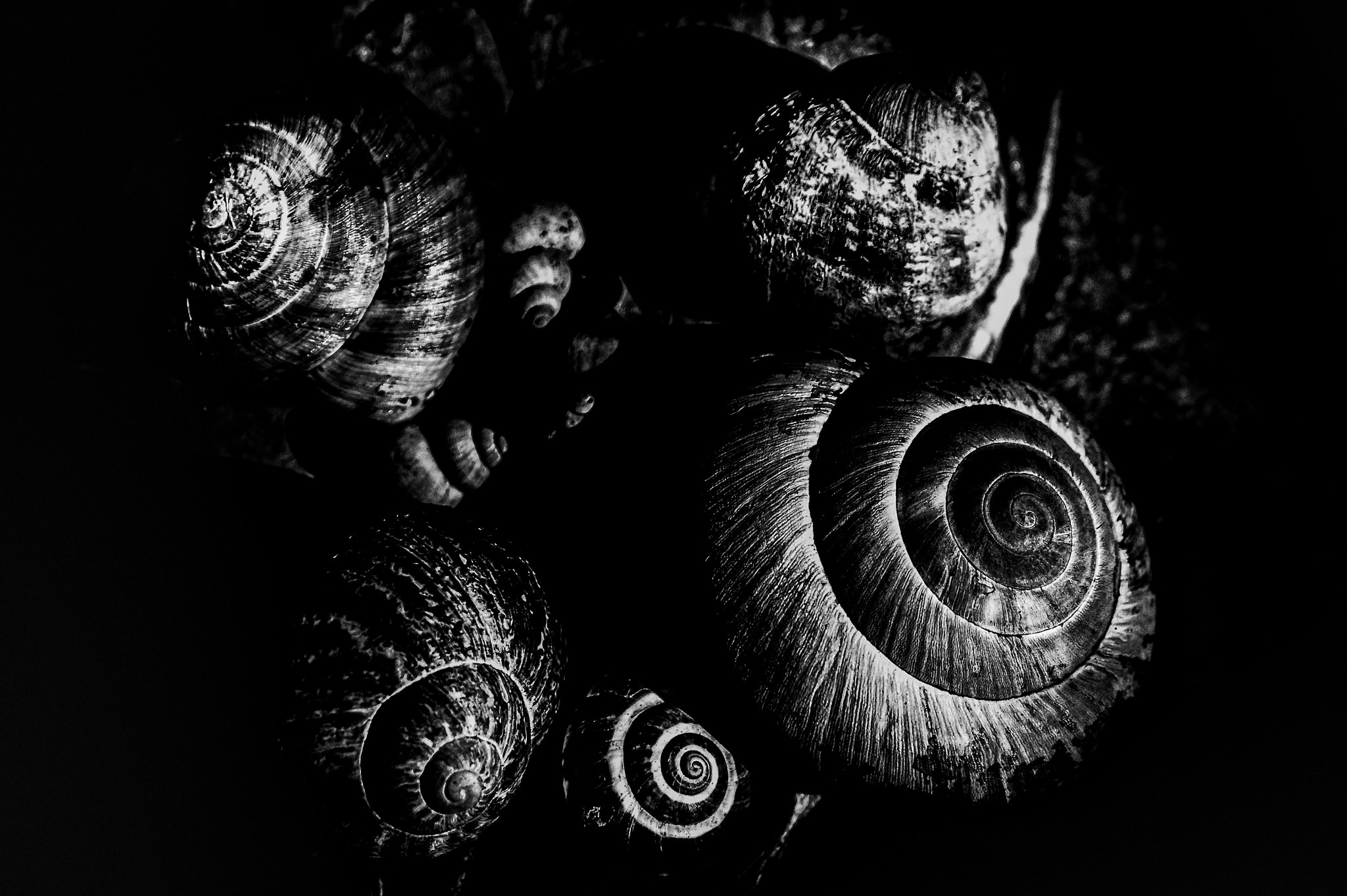 Nikon D3200 sample photo. Snail in black photography