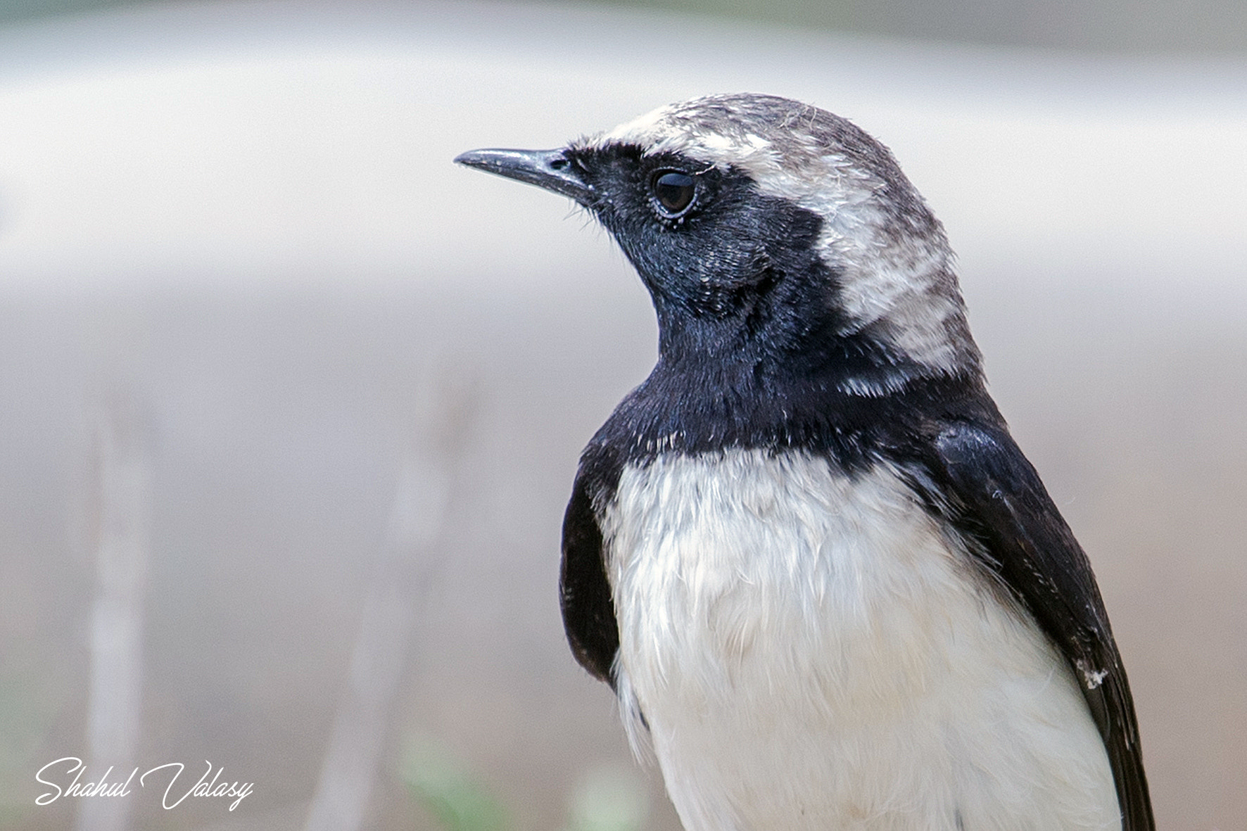 Canon EF 100-400mm F4.5-5.6L IS USM sample photo. Pied wheatear photography