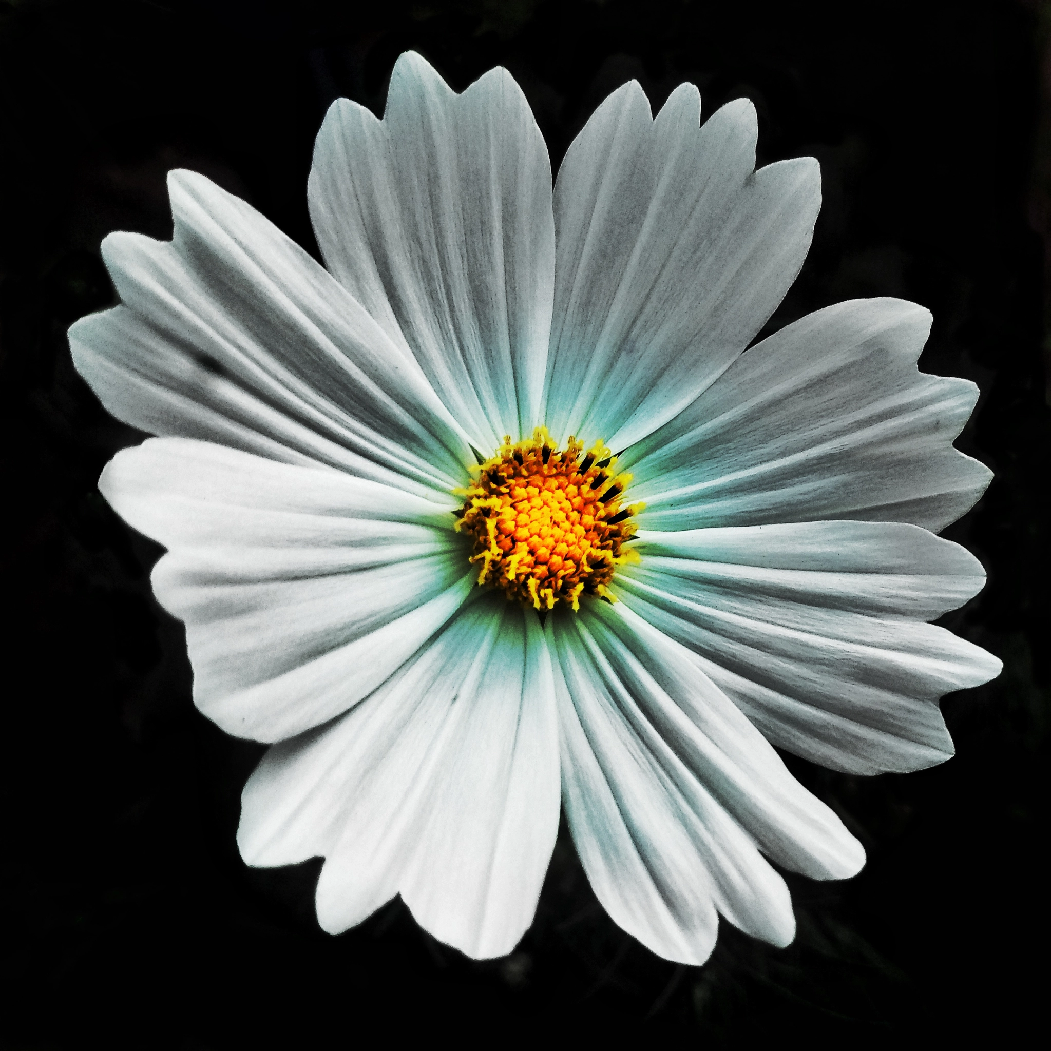HTC M9 sample photo. Flower photography