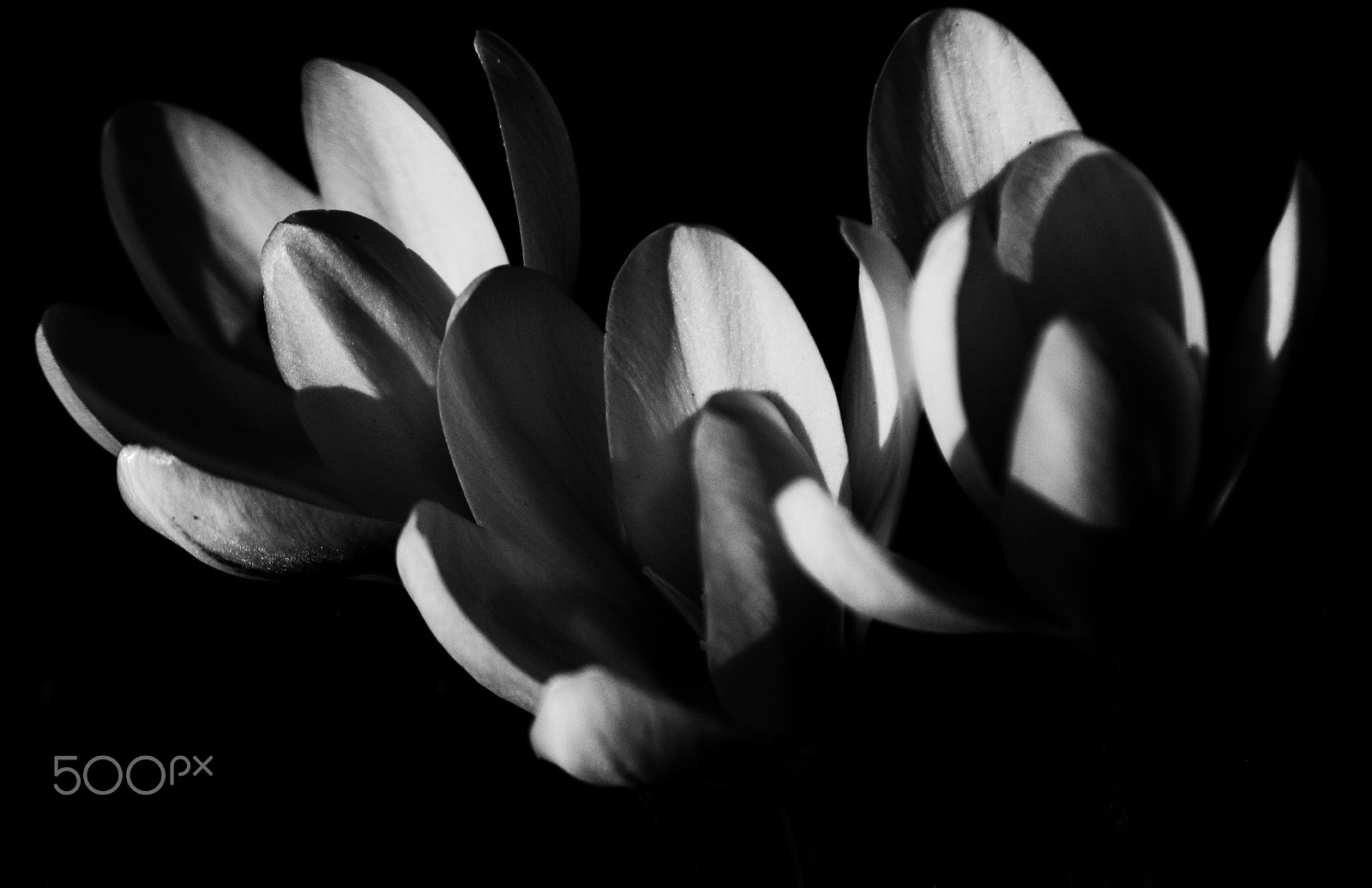 55.00 - 200.00 mm f/4.0 - 5.6 sample photo. Crocus photography