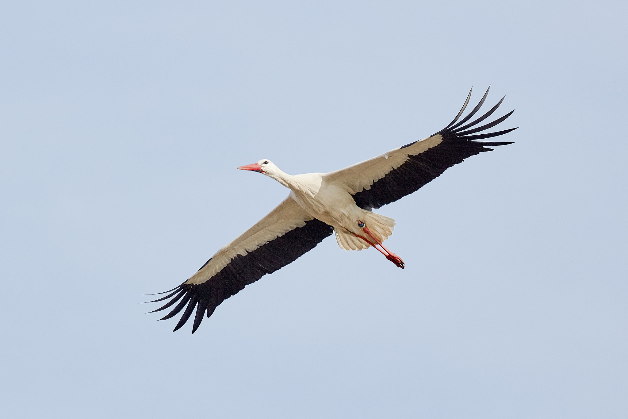 Canon EOS 5DS R sample photo. The white stork photography