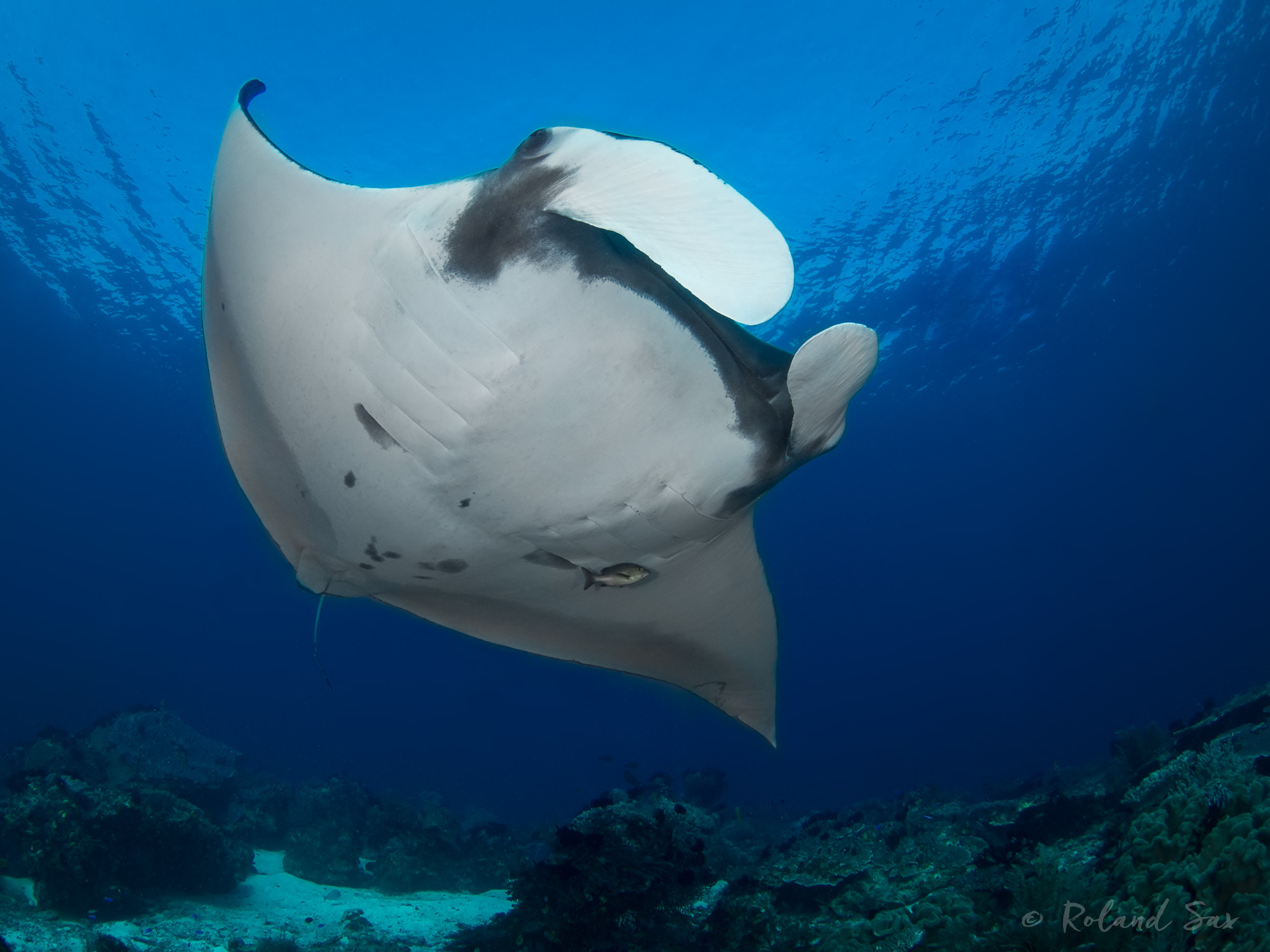 Olympus OM-D E-M5 + LUMIX G FISHEYE 8/F3.5 sample photo. Giant oceanic manta ray (manta birostris) photography