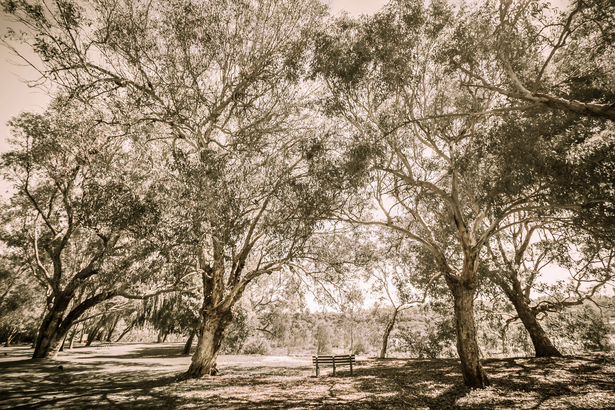 Sigma 10-20mm F3.5 EX DC HSM sample photo. Under the trees photography