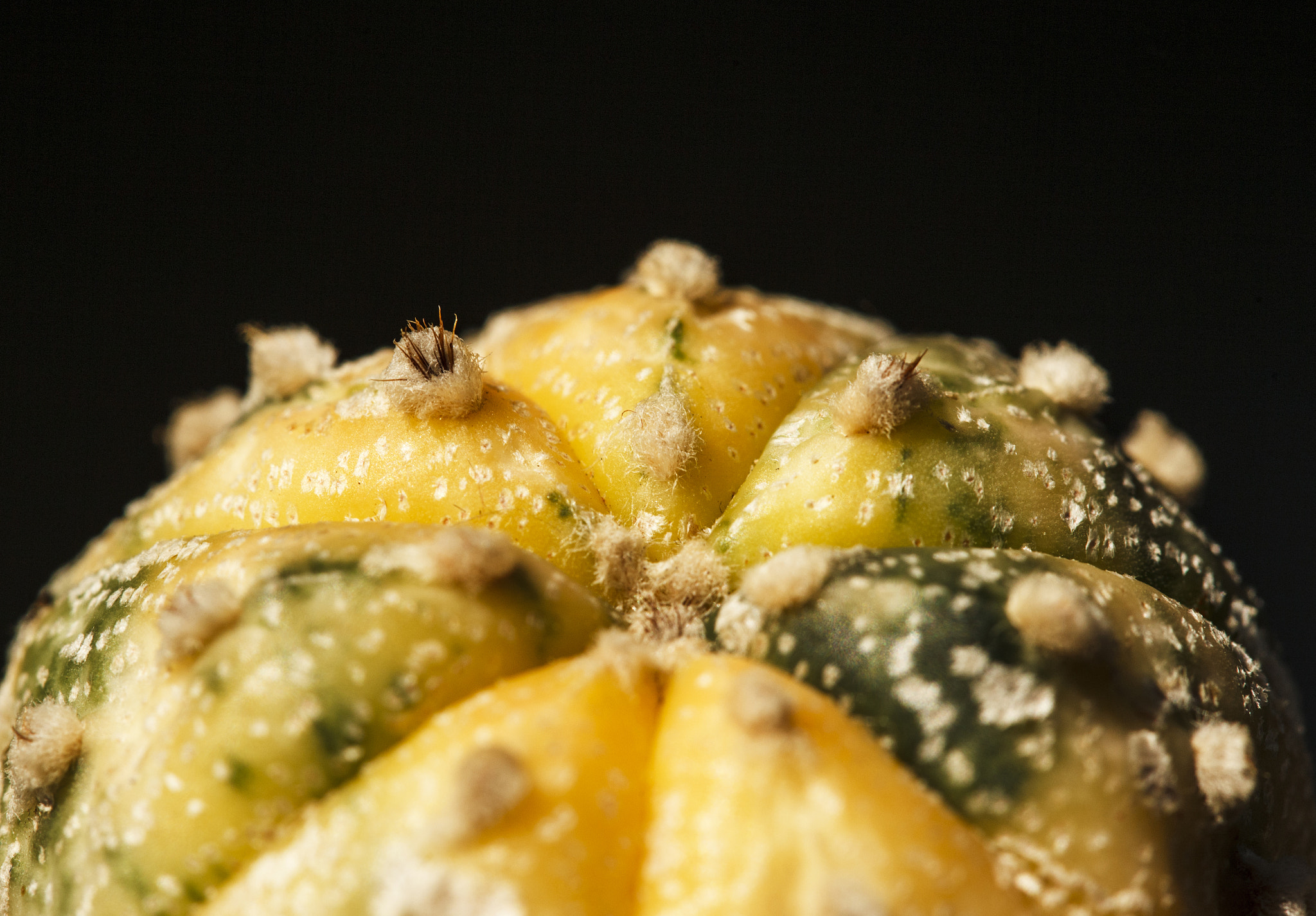 Canon EF 100mm F2.8 Macro USM sample photo. Astrophytum asterias 'variegata' photography
