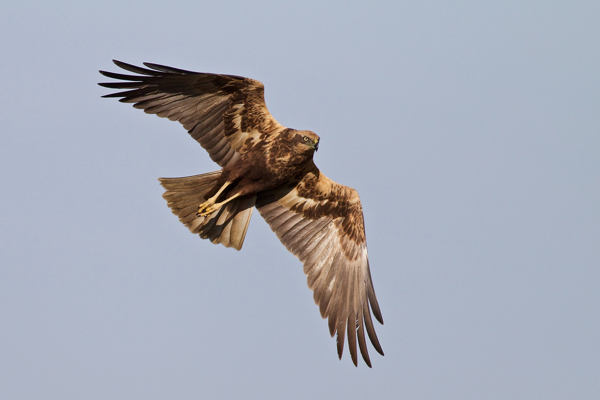 Canon EOS 70D + Canon EF 400mm F5.6L USM sample photo. Western marsh harrier photography