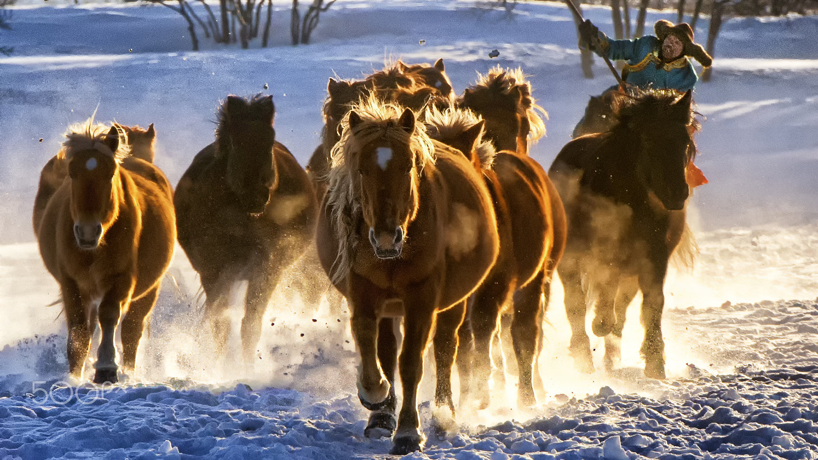 Nikon AF-S Nikkor 70-200mm F2.8G ED VR II sample photo. Horses photography