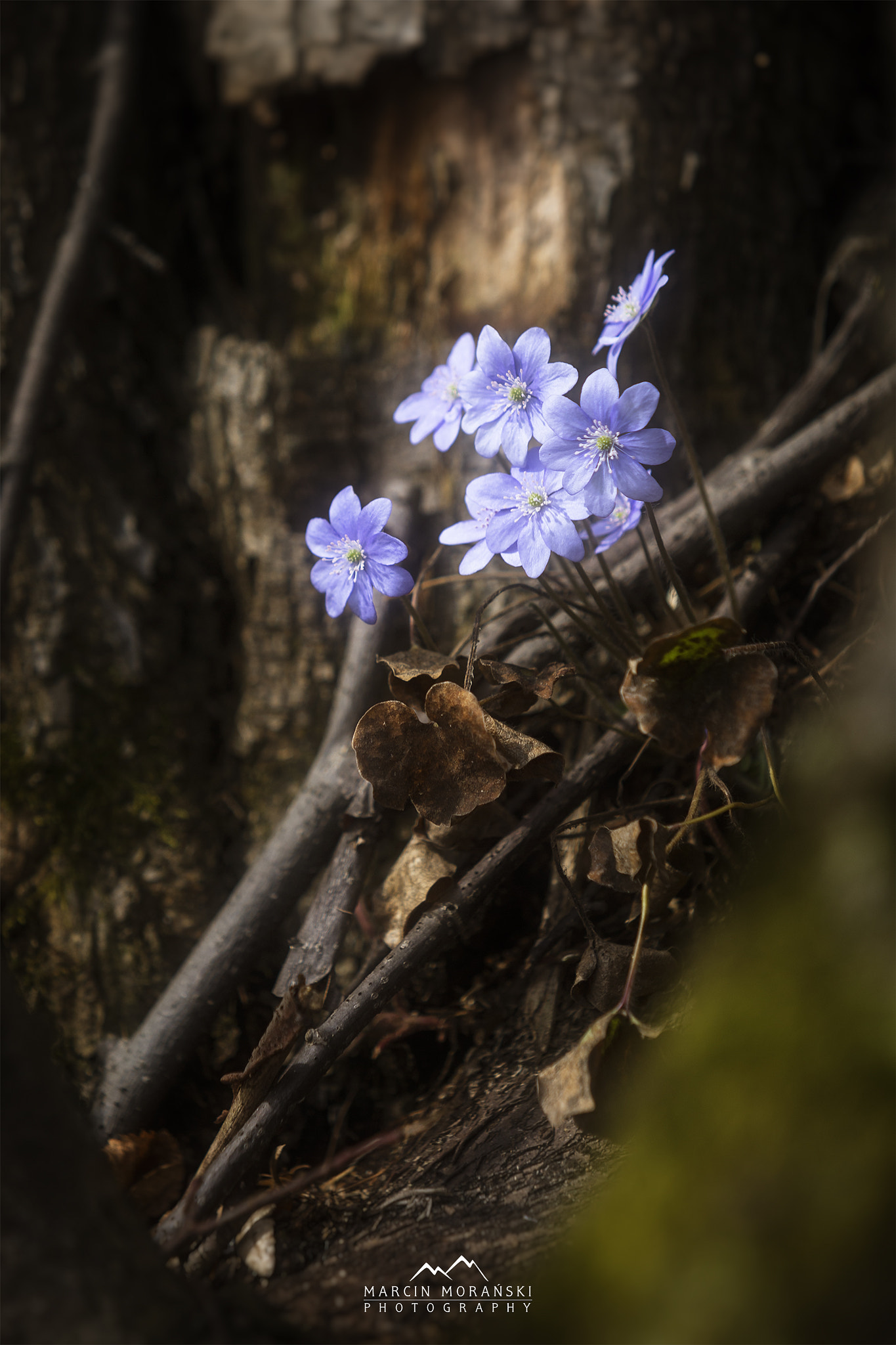 Canon EF 70-200mm F2.8L USM sample photo. Mysterious forest photography