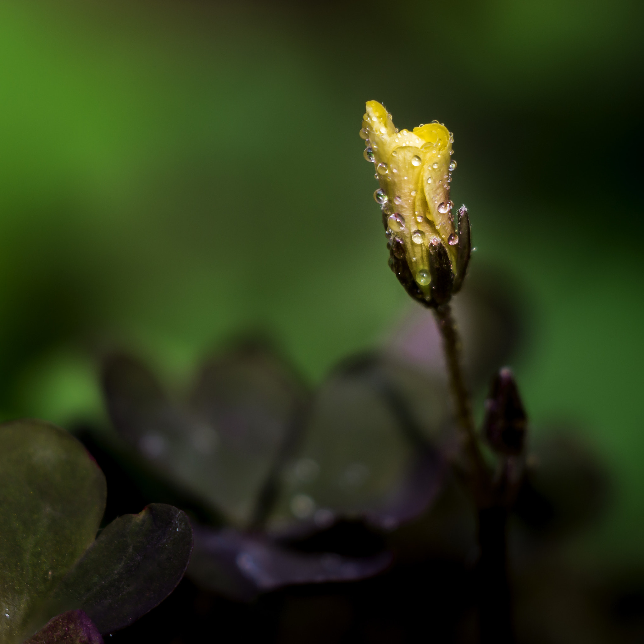 Canon EF 35-80mm f/4-5.6 sample photo. Waterdrops photography