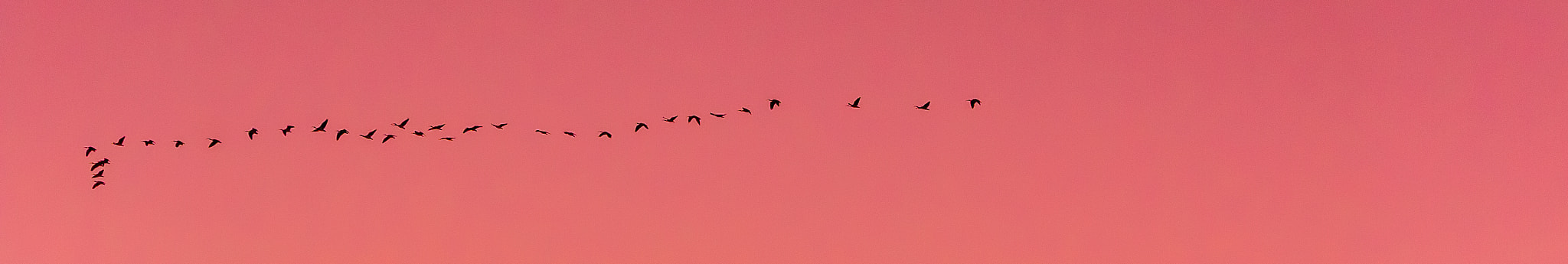 Canon EF-S 55-250mm F4-5.6 IS STM sample photo. Flock photography