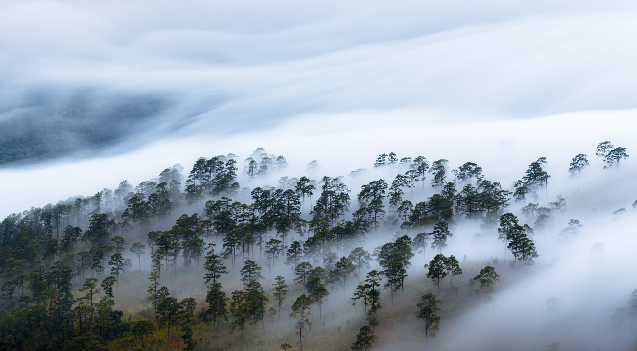 Nikon D800 sample photo. The mist in the forest photography
