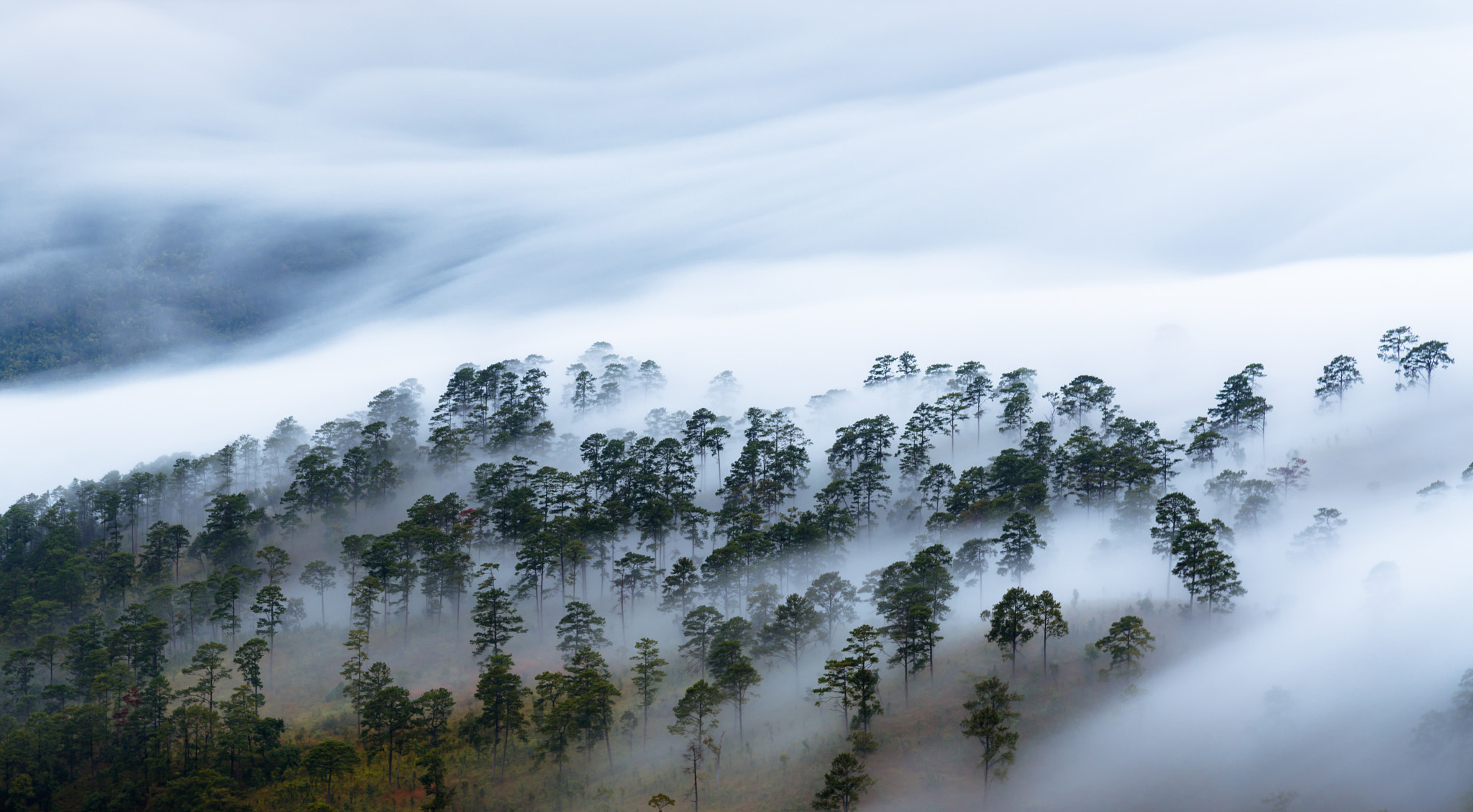 Nikon AF-S Nikkor 24-120mm F4G ED VR sample photo. The mist in the forest photography