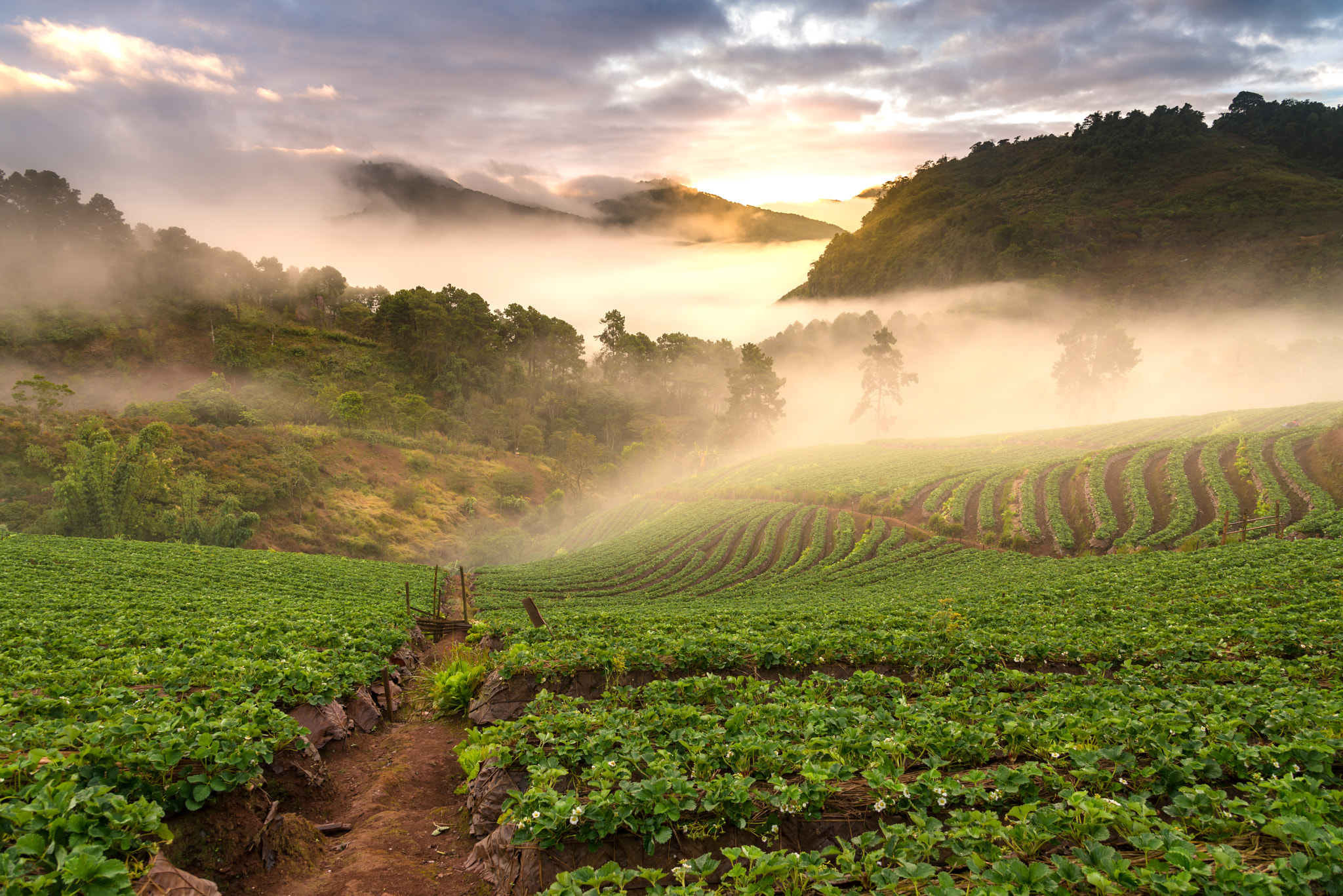 Nikon AF-S Nikkor 24-120mm F4G ED VR sample photo. Sunrise at strawberry plantation photography
