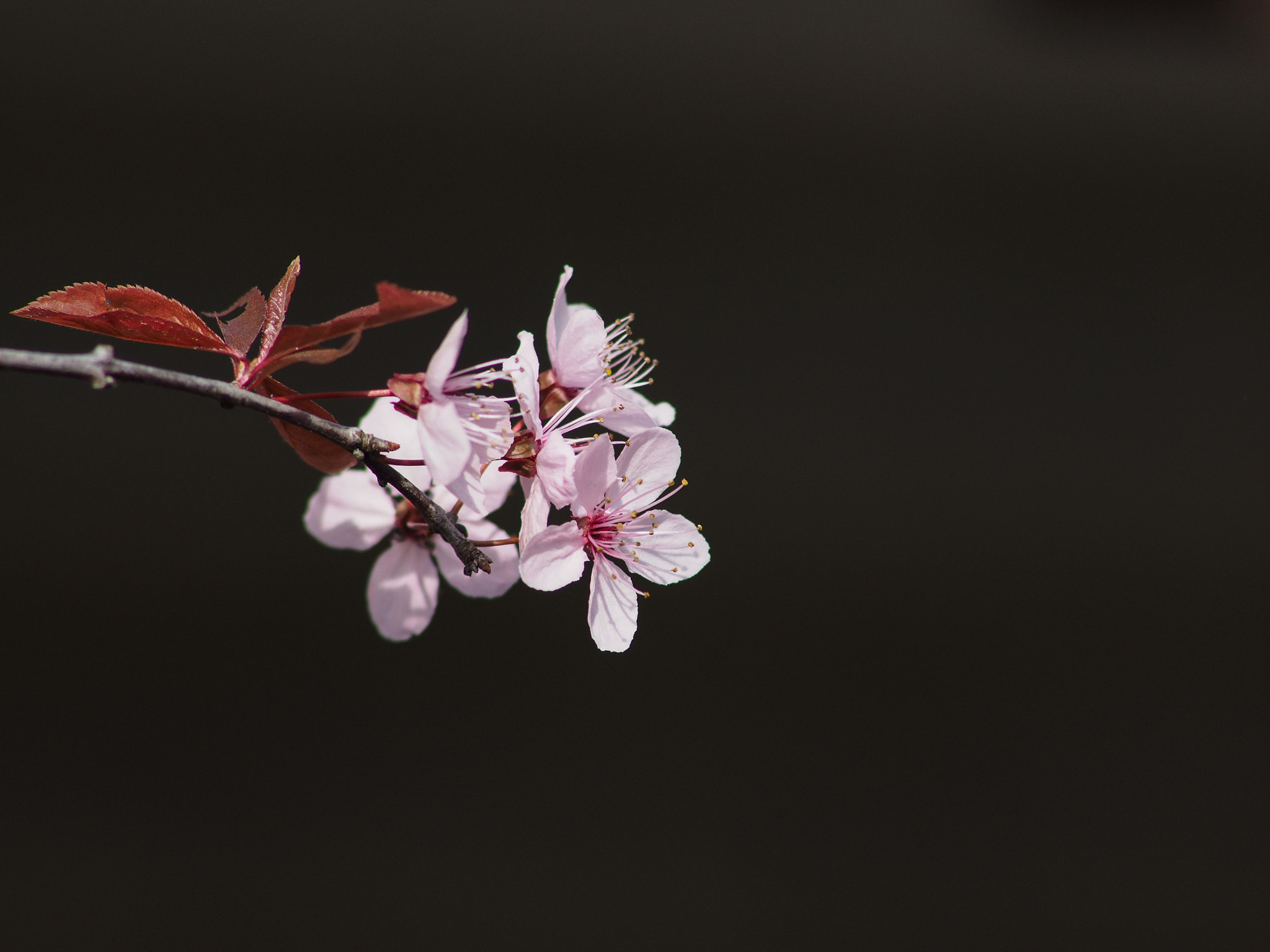 Canon EF 300mm F4L IS USM sample photo. Zwerg blutpflaume (prunus x cistena) photography