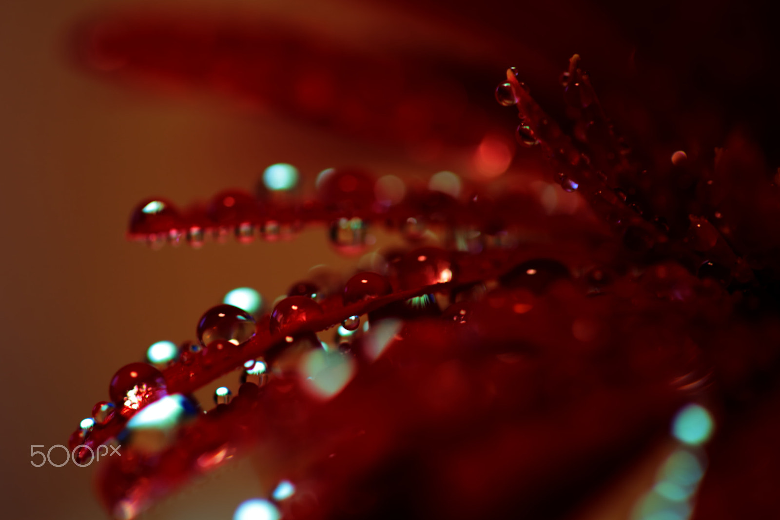 Canon EOS 6D sample photo. Firefly of waterdrops photography