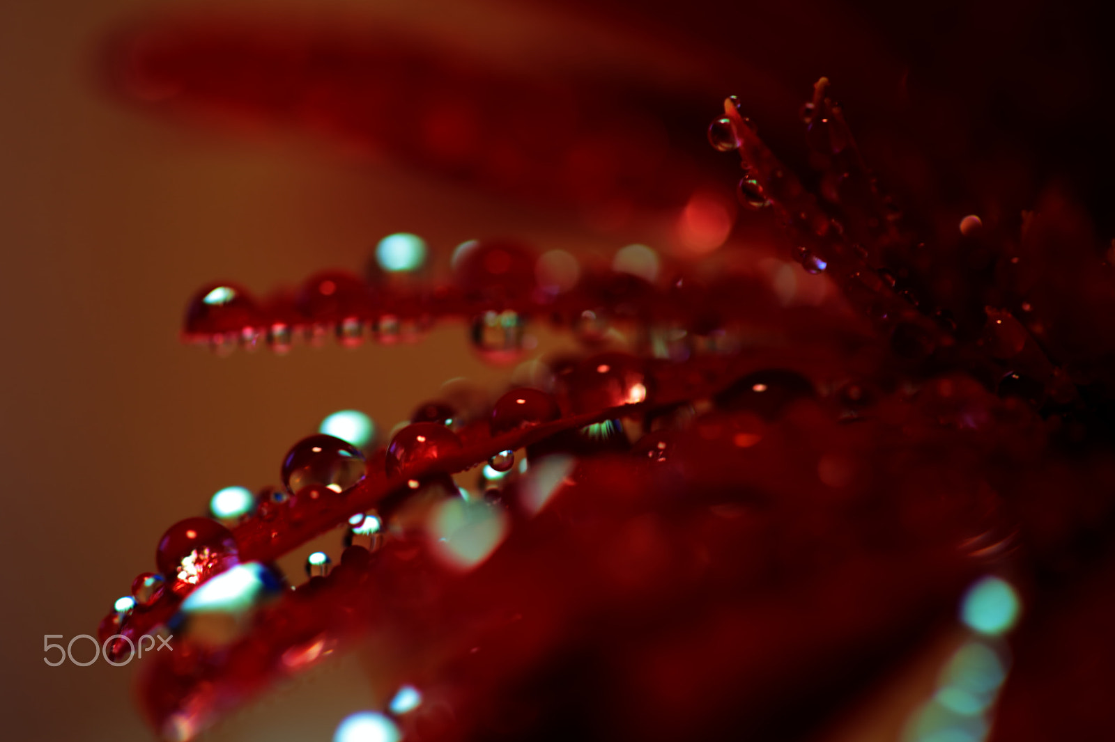 Canon EF 100mm F2.8 Macro USM sample photo. Firefly of waterdrops photography