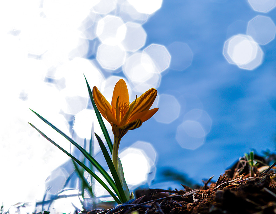 Pentax K20D sample photo. Bokeh and flower photography