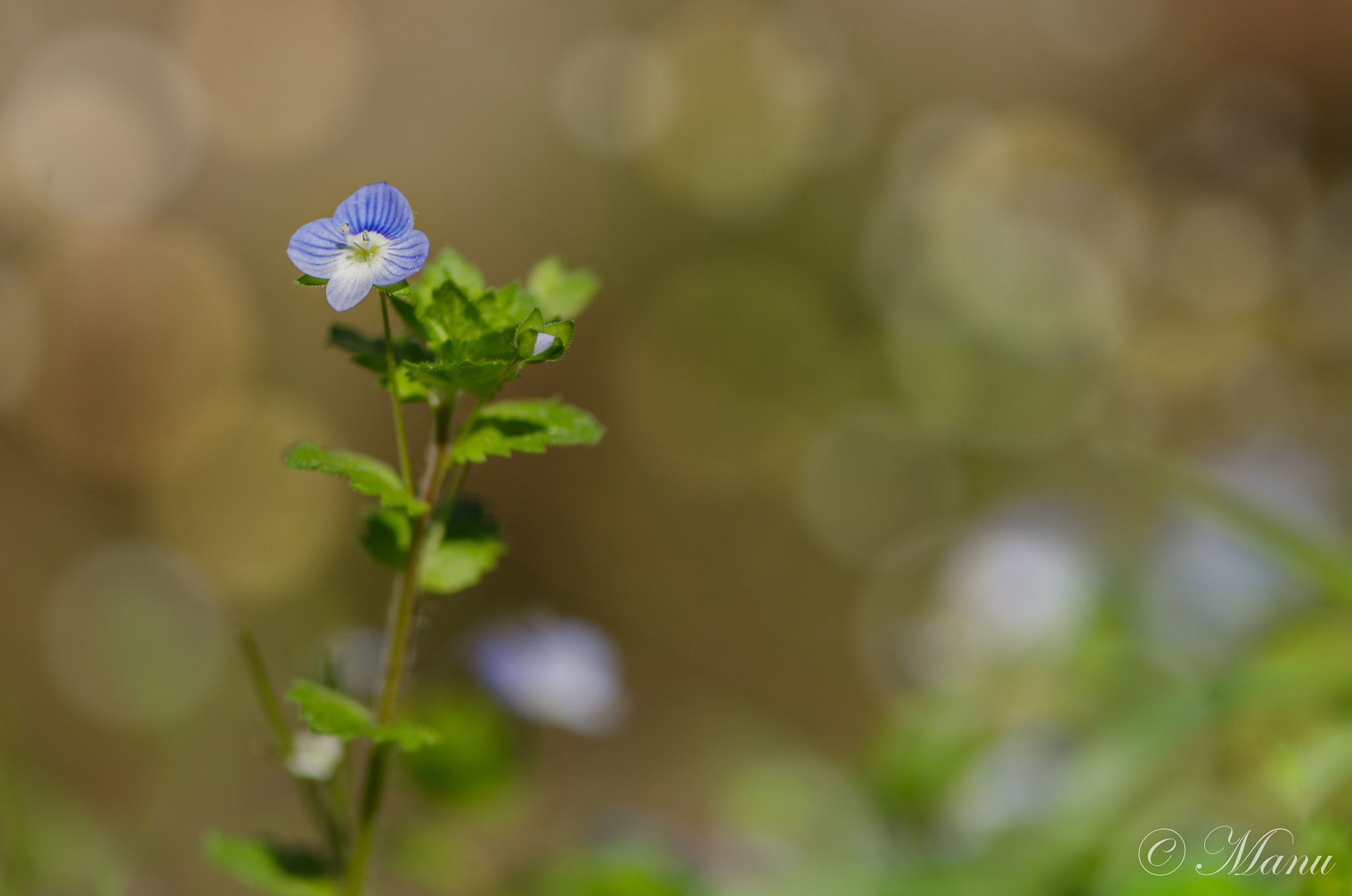 Nikon AF-S Micro-Nikkor 105mm F2.8G IF-ED VR sample photo. Bleu photography