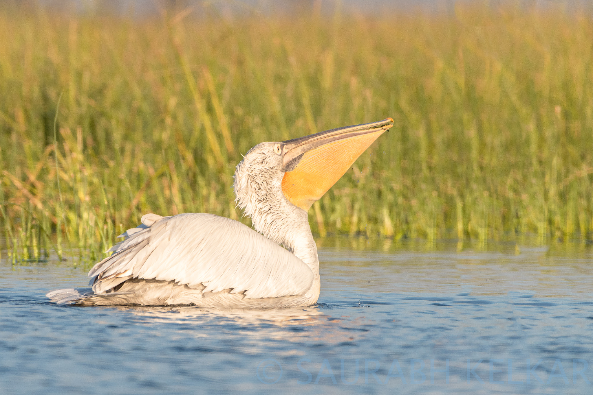 Nikon AF-S Nikkor 200-500mm F5.6E ED VR sample photo. Dalmatian pelican photography