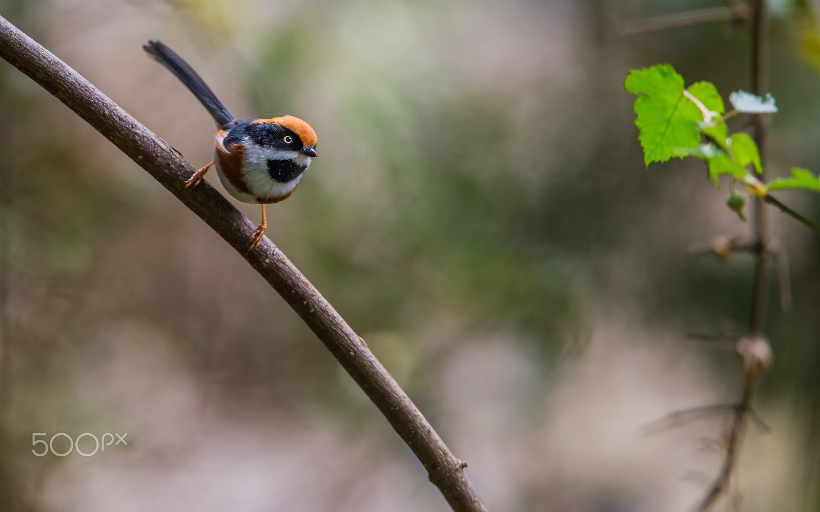 Canon EOS-1D X + Canon EF 600mm F4L IS II USM sample photo. Black throated tit photography