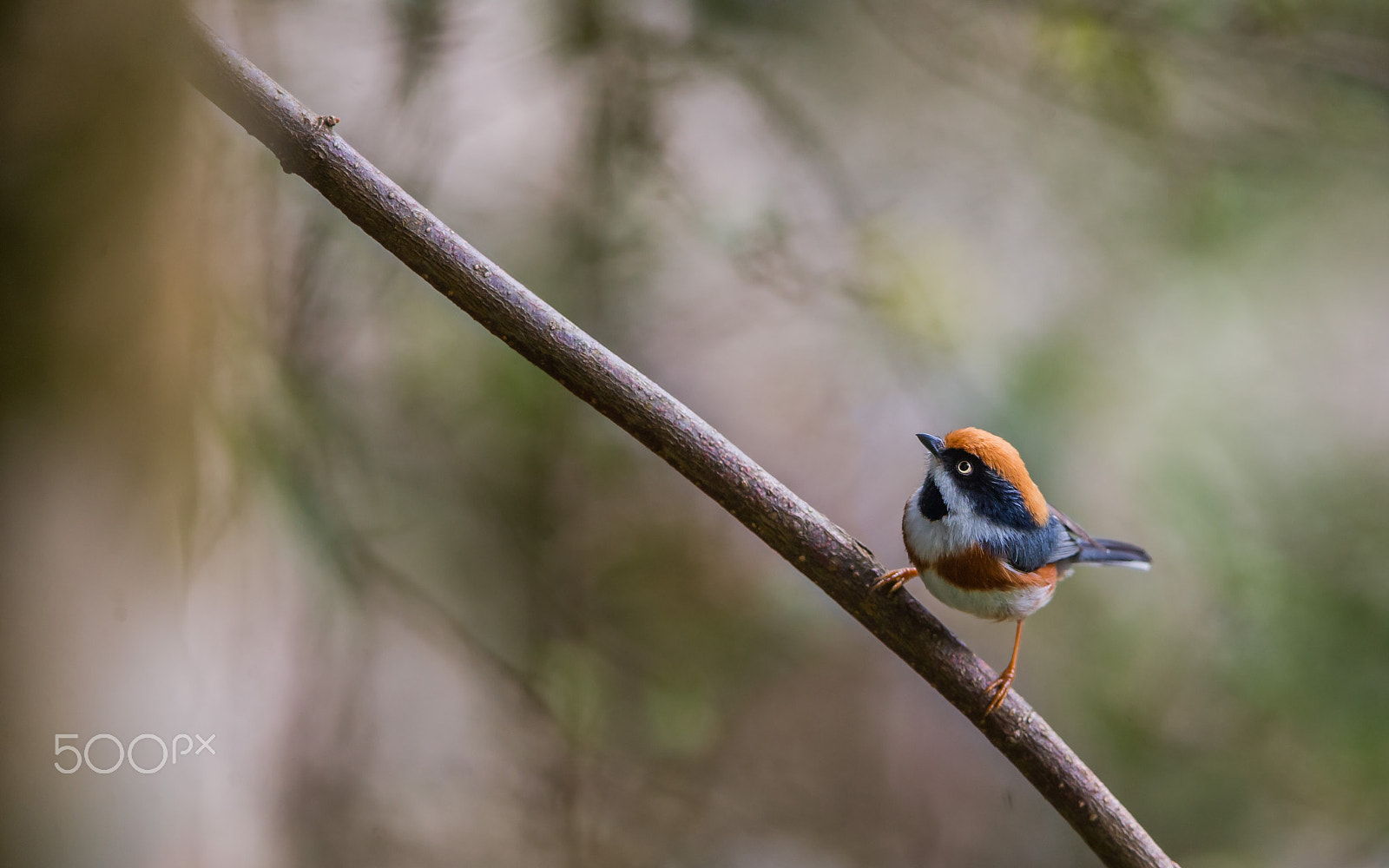 Canon EOS-1D X + Canon EF 600mm F4L IS II USM sample photo. Black throated tit photography