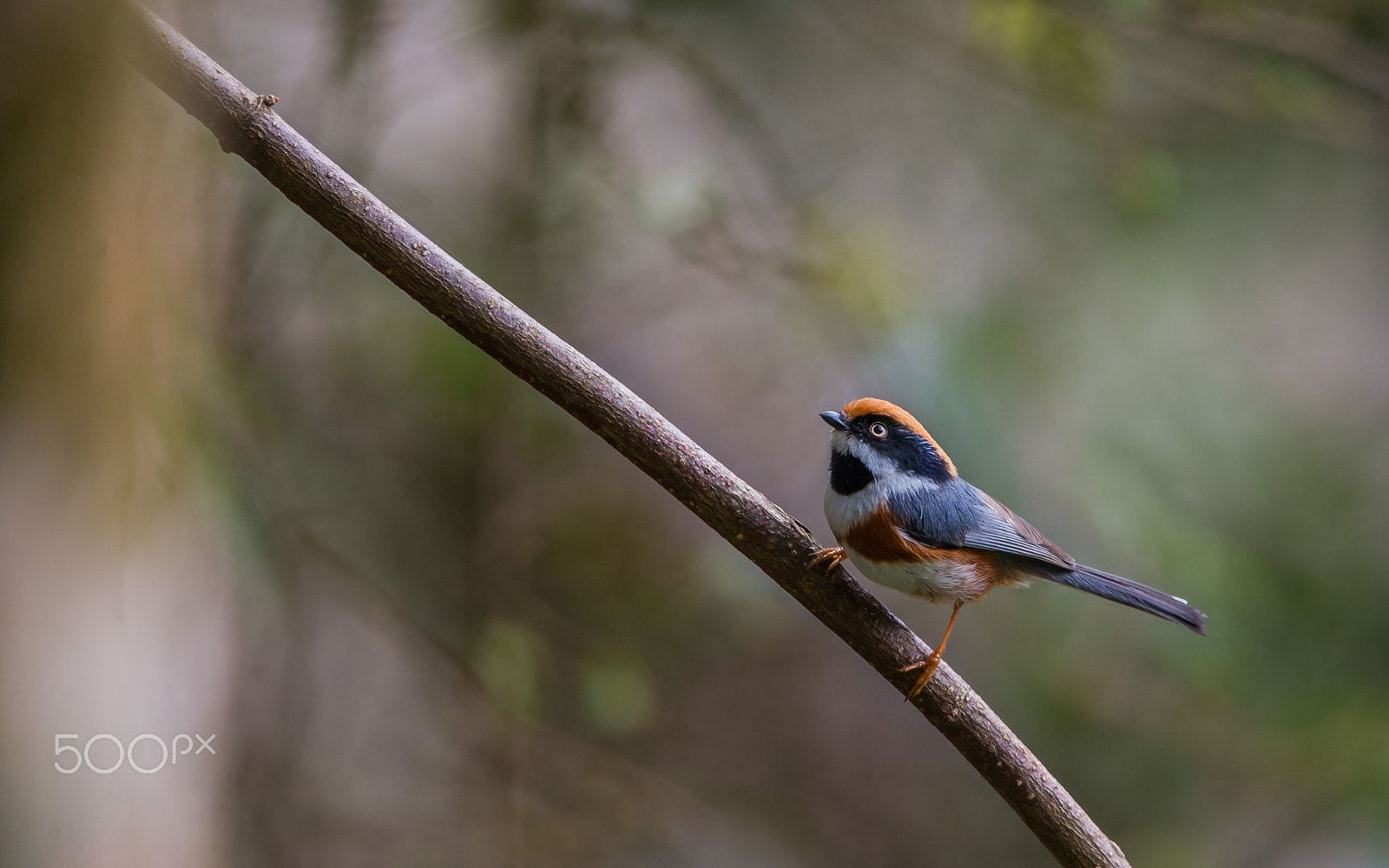 Canon EOS-1D X sample photo. Black throated tit photography