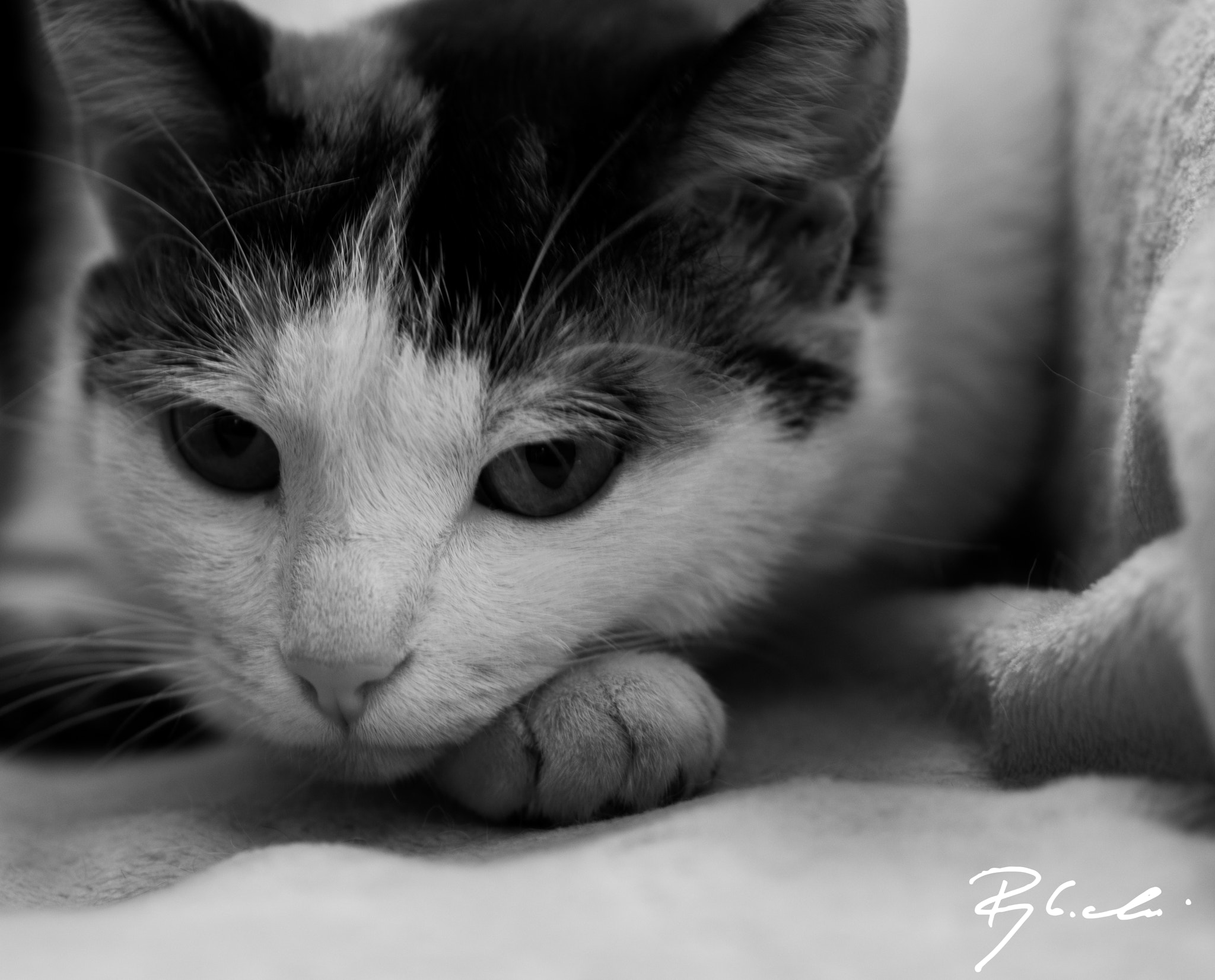 Sony Alpha DSLR-A550 sample photo. Cat ii photography