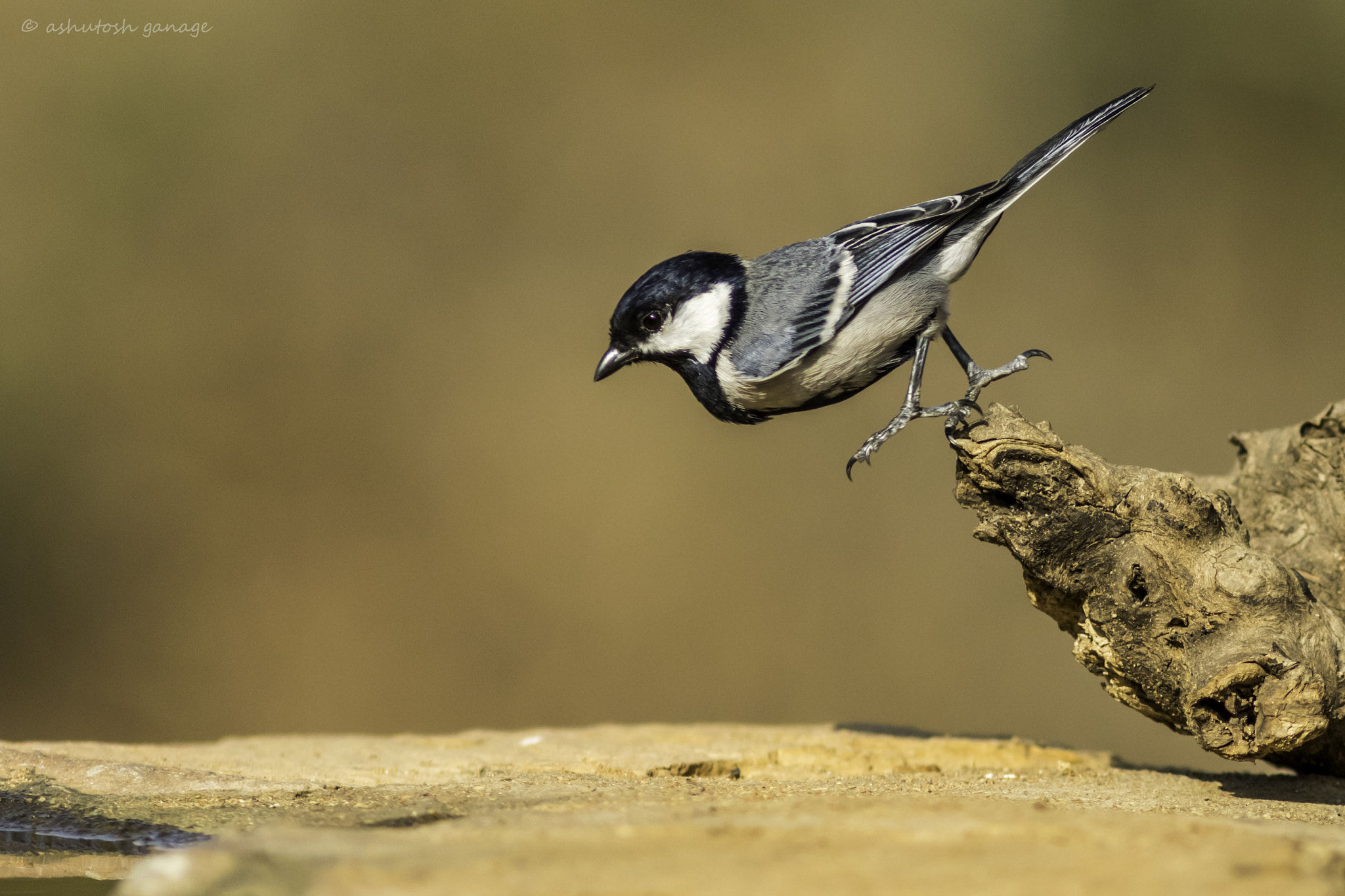 Canon EF 300mm F4L IS USM sample photo. Suicide........ photography