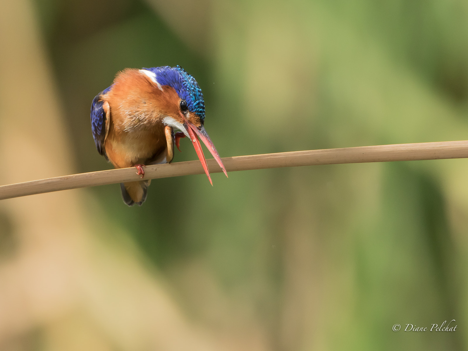 Canon EF 300mm F2.8L IS II USM sample photo. Malachite kingfisher - martin-pêcheur huppé photography