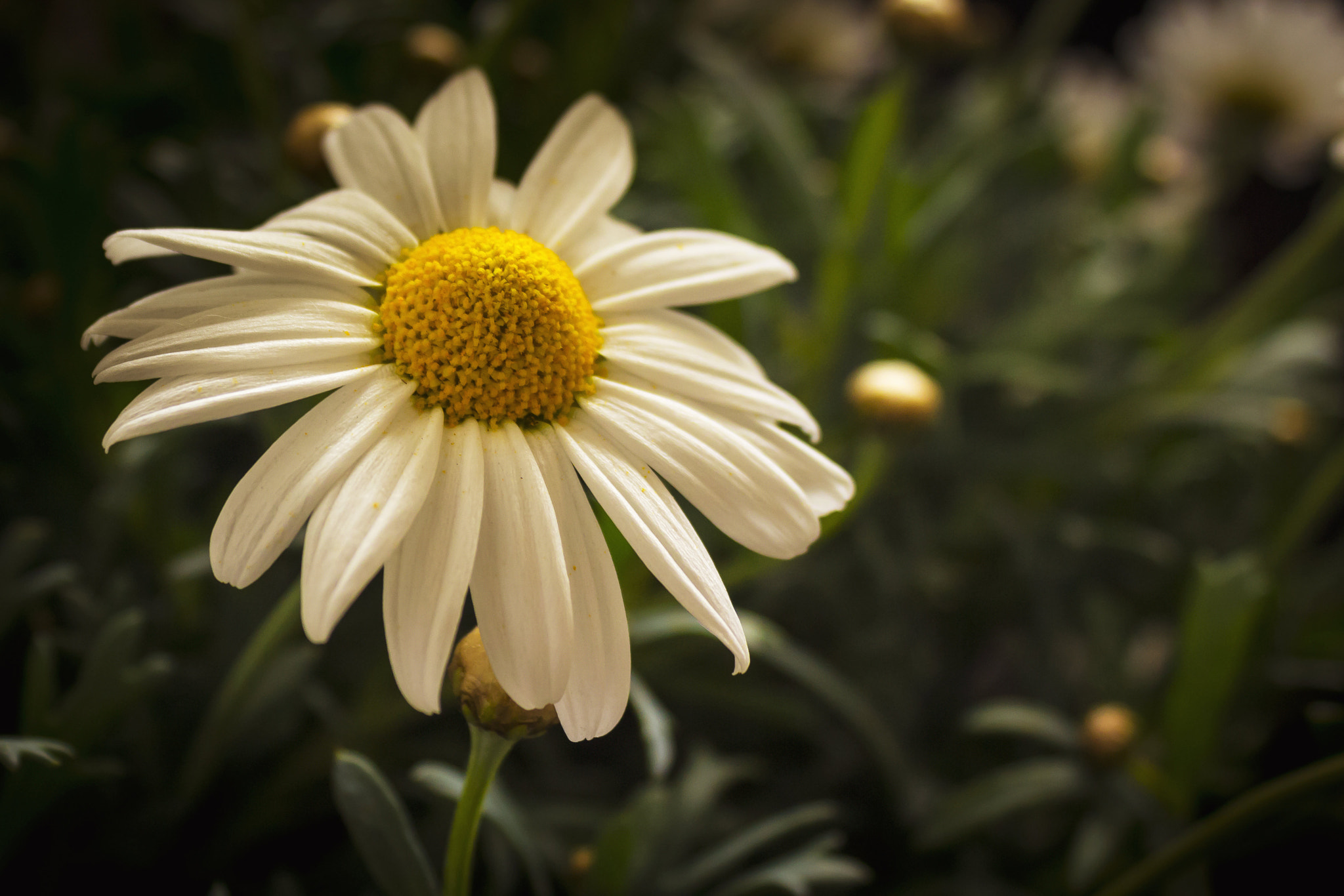 Canon EF-S 18-55mm F3.5-5.6 IS sample photo. Nature photography